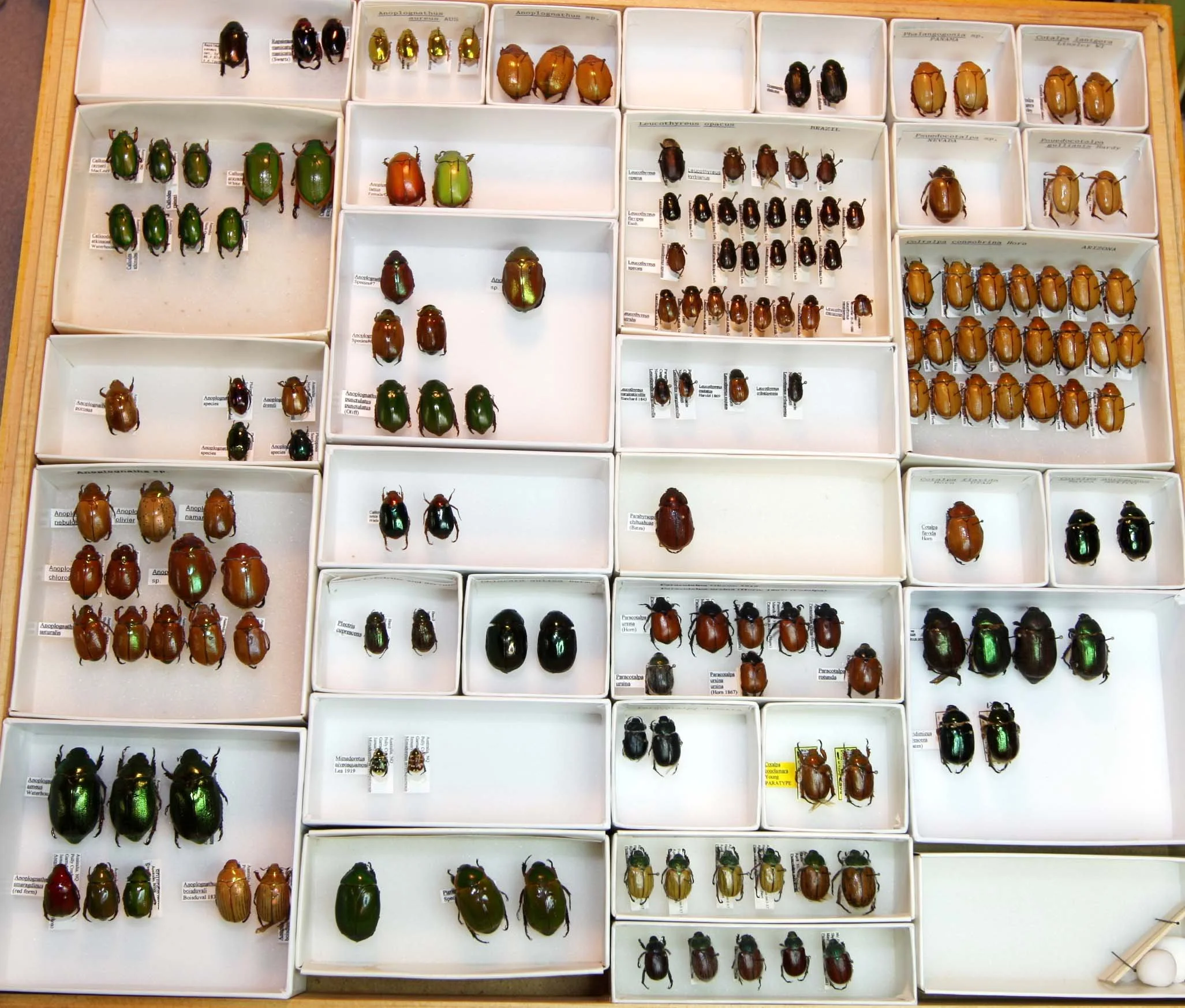 4 Rutelinae - Anoplognathus - Cotalpa.JPG