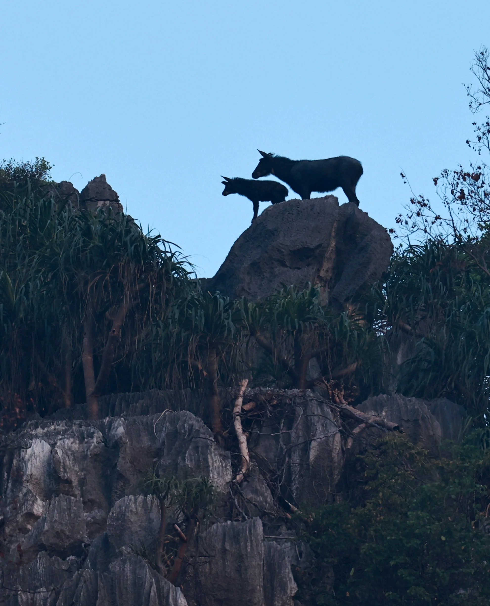 Indochinese Serow (Capricornis milneedwardsi maritimus) Pak Chong, Ban Tha Chang Spring (31).jpg
