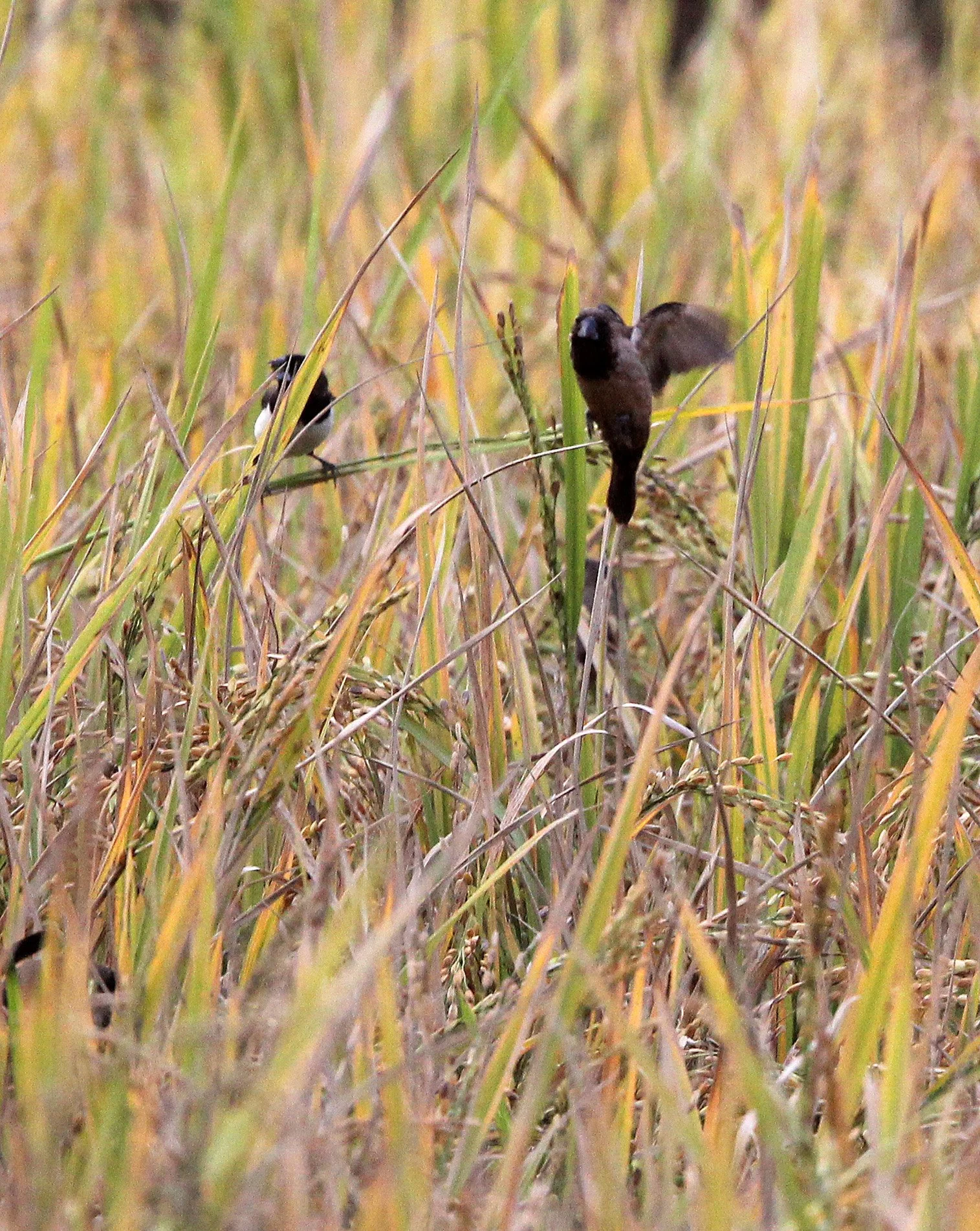 Black-throated Munia (Lonchura kelaarti) Silent Valley National Park, Kerala India