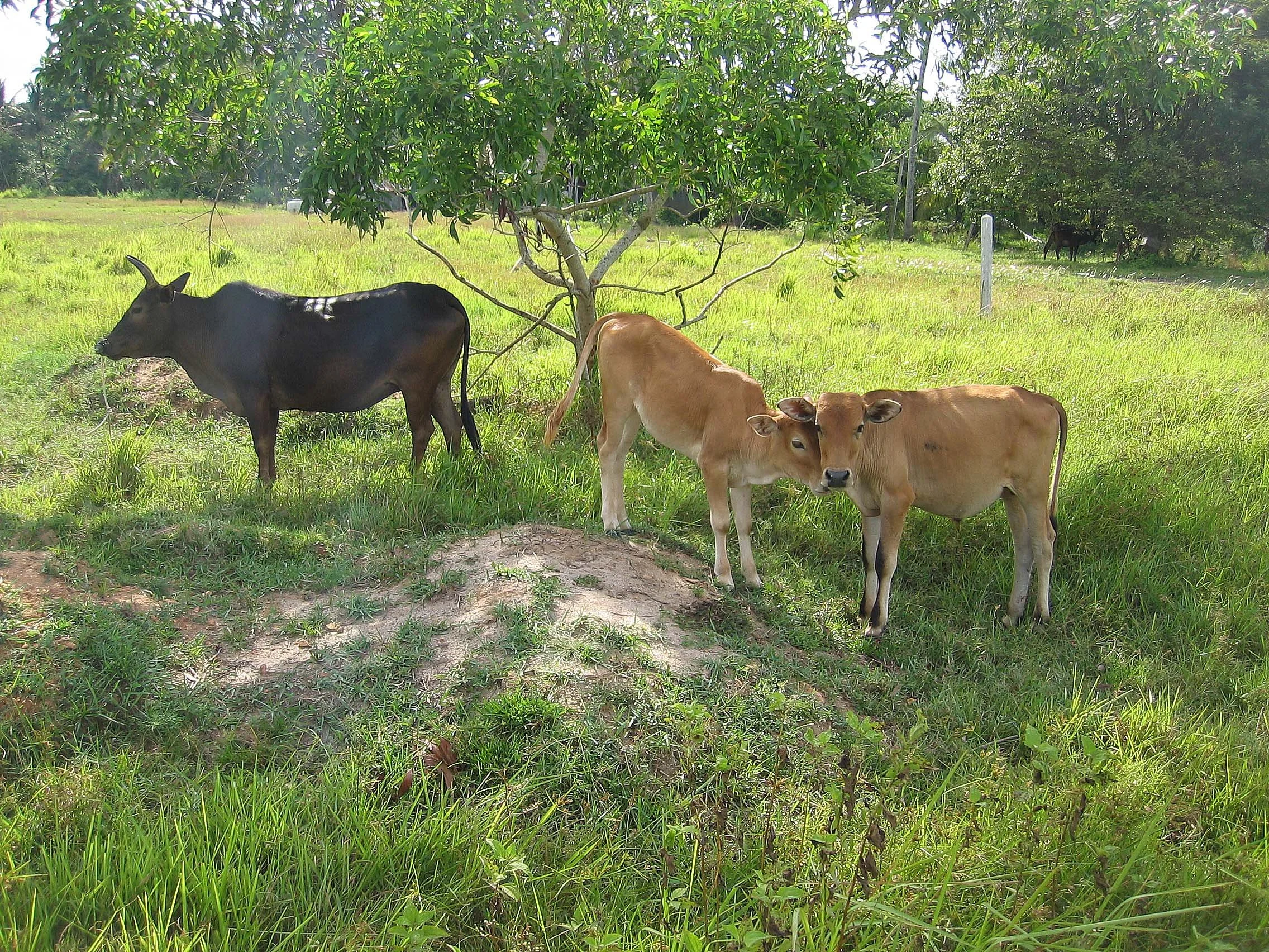 2005 Nakhonsithammarat Property near Tesco (11).JPG