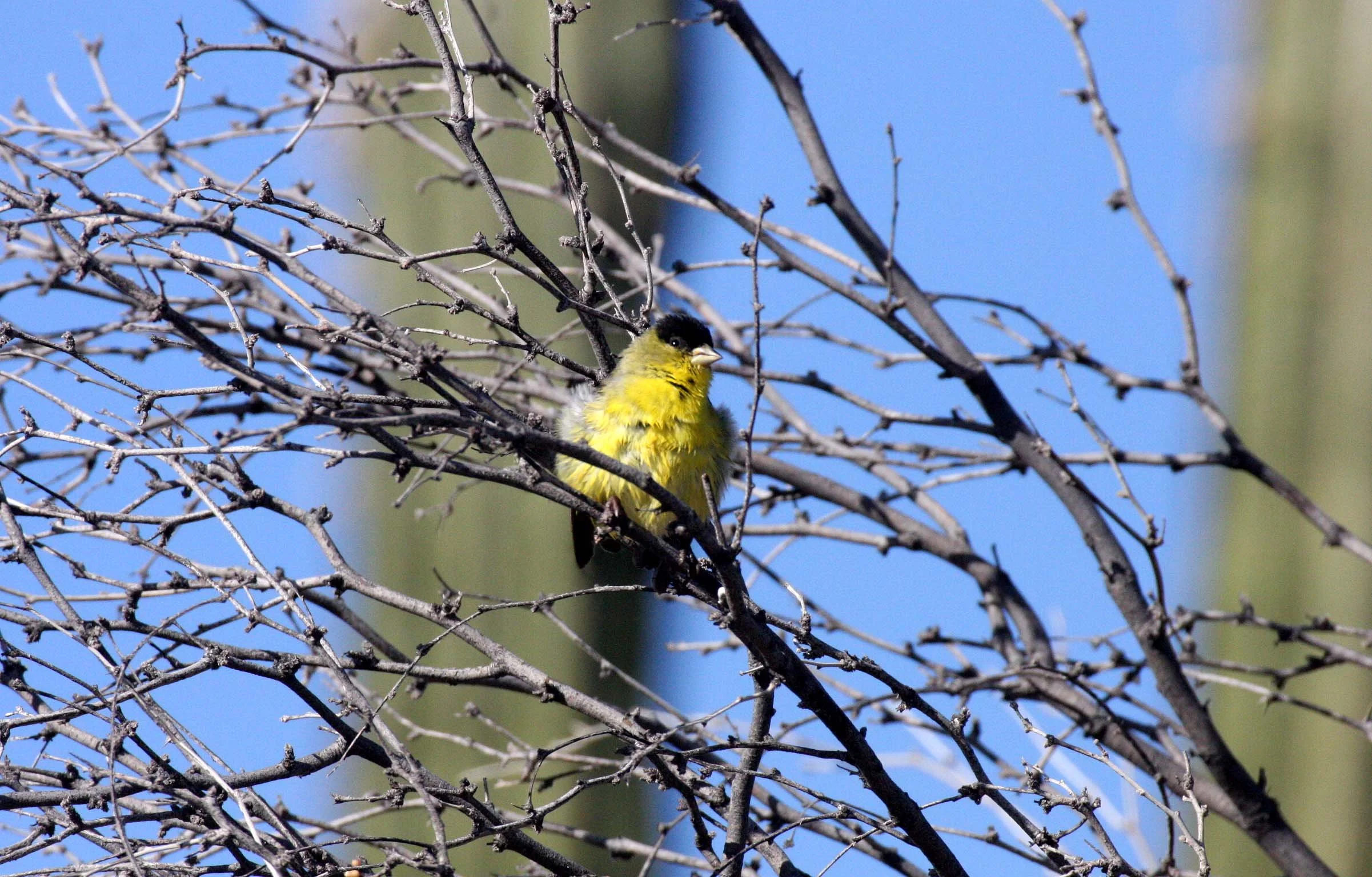 Lesser Goldfinch (Spinus psaltria) Catavina Desert, Baja Mexico (8).JPG