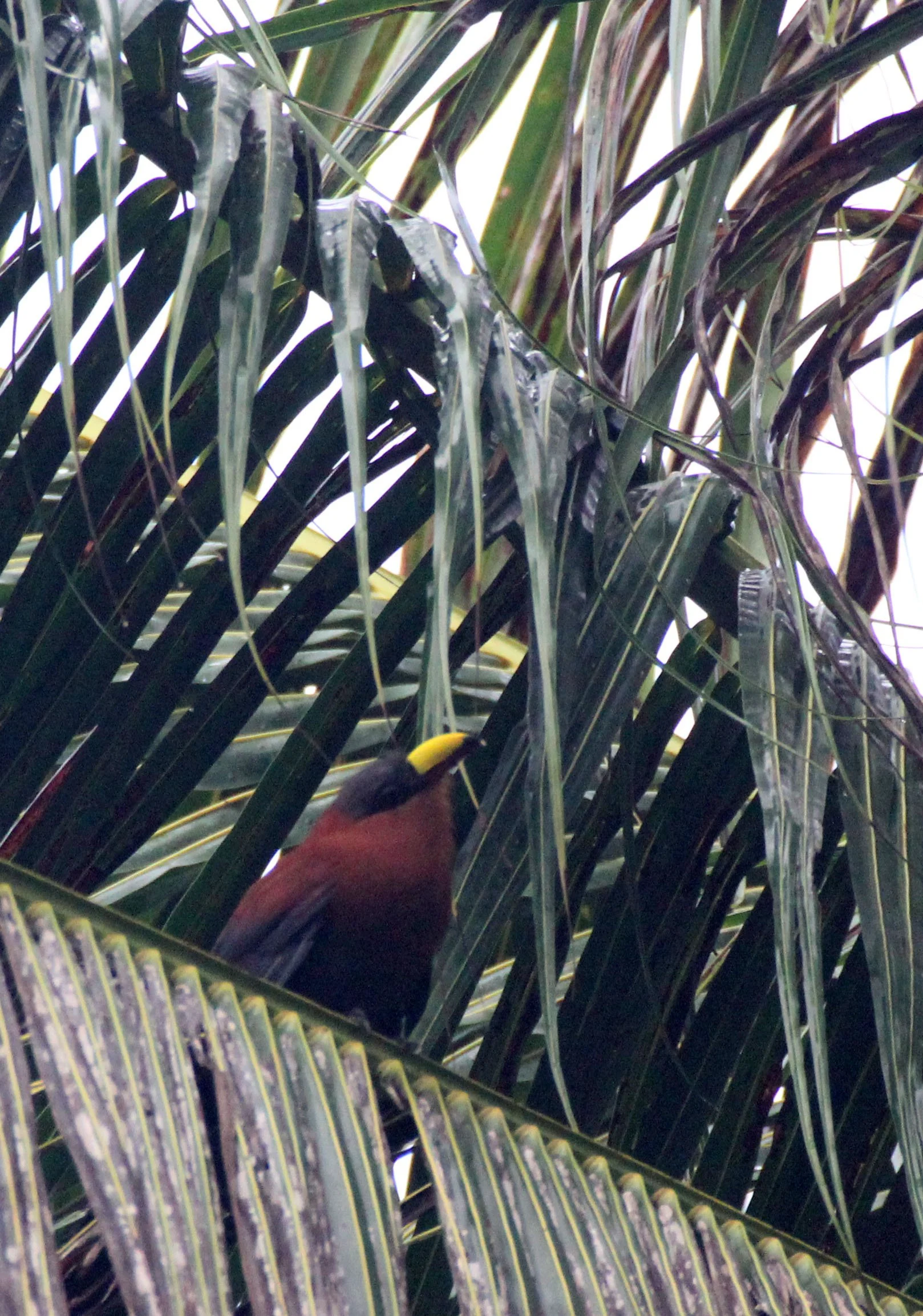 Yellow-billed Malkoha (Rhamphococcyx calyorhynchus) Sulawesi NP Indonesia