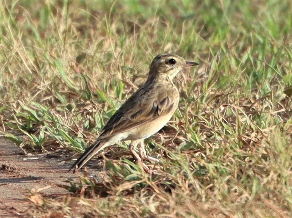 Paddyfield Pipit (Anthus rufulus) KHON KAEN SEWAGE TREATMENT PLANT KHON KAEN UNIVERSITY  (12).jpg