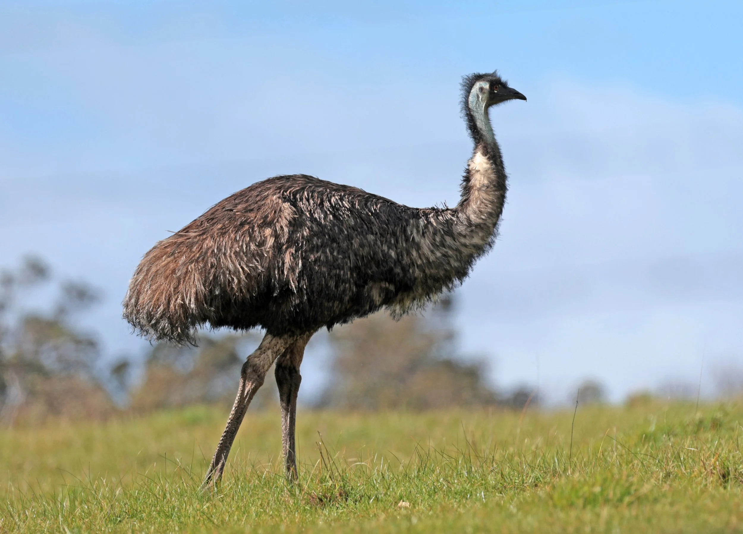 Emu (Dromaius novaehollandiae) Mt Frankland NP - Western Australia (31).jpg