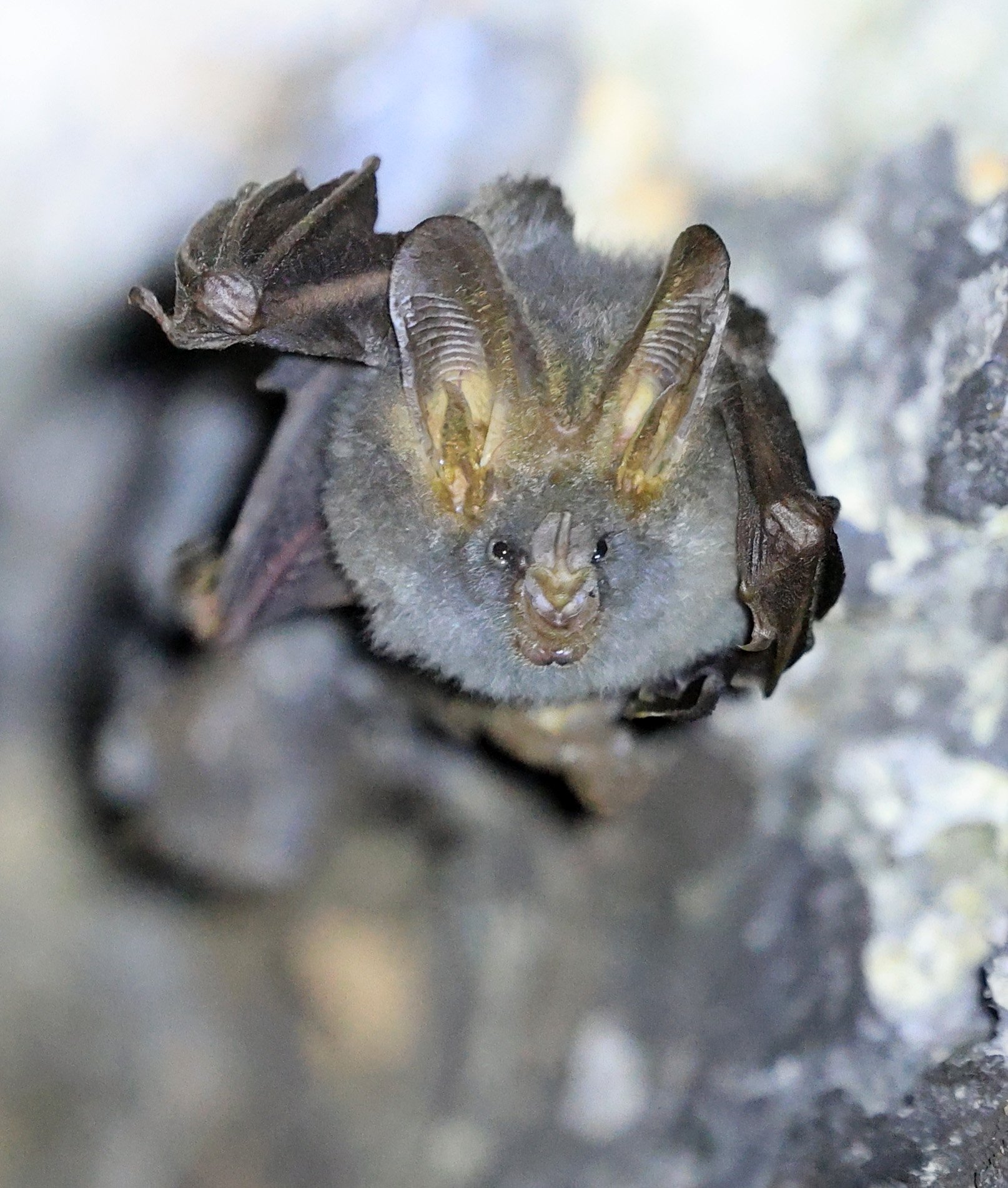 Lesser false vampire bat (Megaderma spasma) Khao Yai National Park Feb 2026 Day 3 (6).jpg
