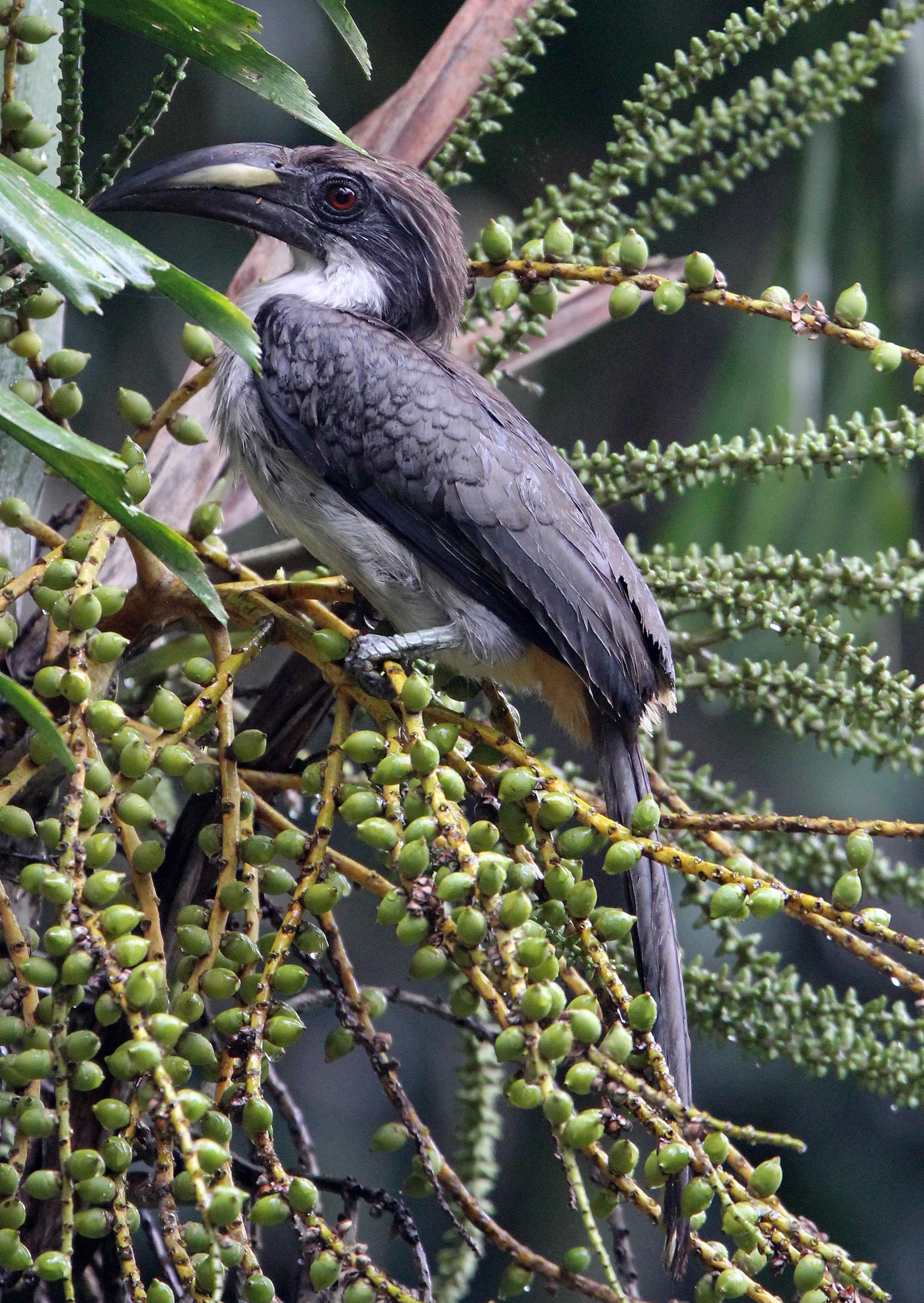 Ocyceros gingalensis - SRI LANKA GREY HORNBILL -  KITULGALA NATIONAL FOREST RESERVE SRI LANKA (2).JPG