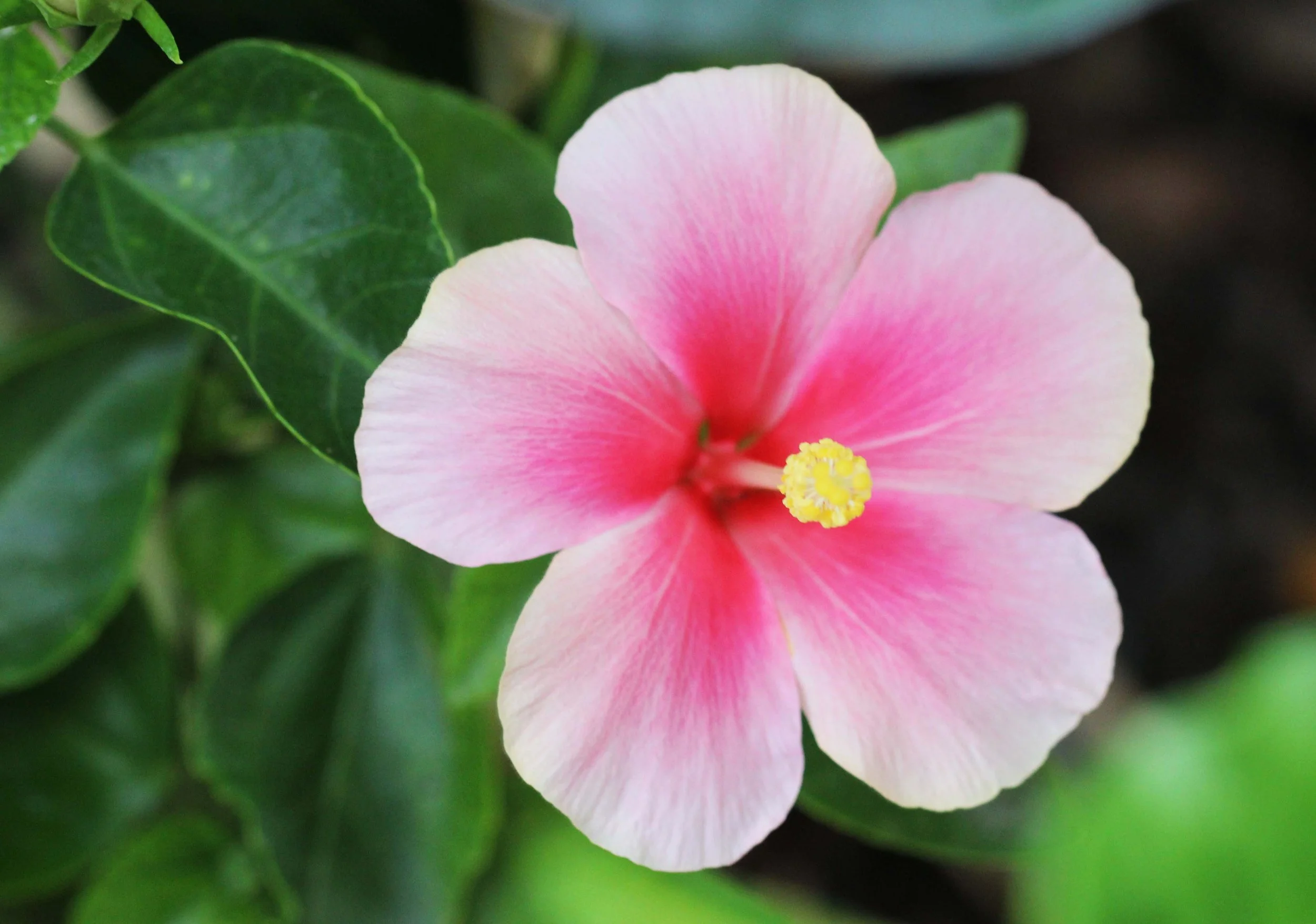 2013 Nonthaburi Setthasiri House and Nonthaburi Neighborhood (220).JPG