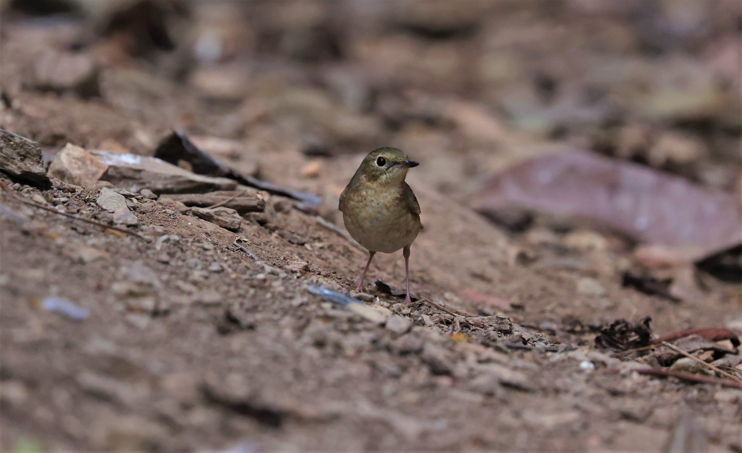 ROBIN - SIBERIAN BLUE ROBIN - Luscinia cyane - SRI SATCHANALAI NP MANAO WATERHOLE MAY 1 2022 (32).jpg