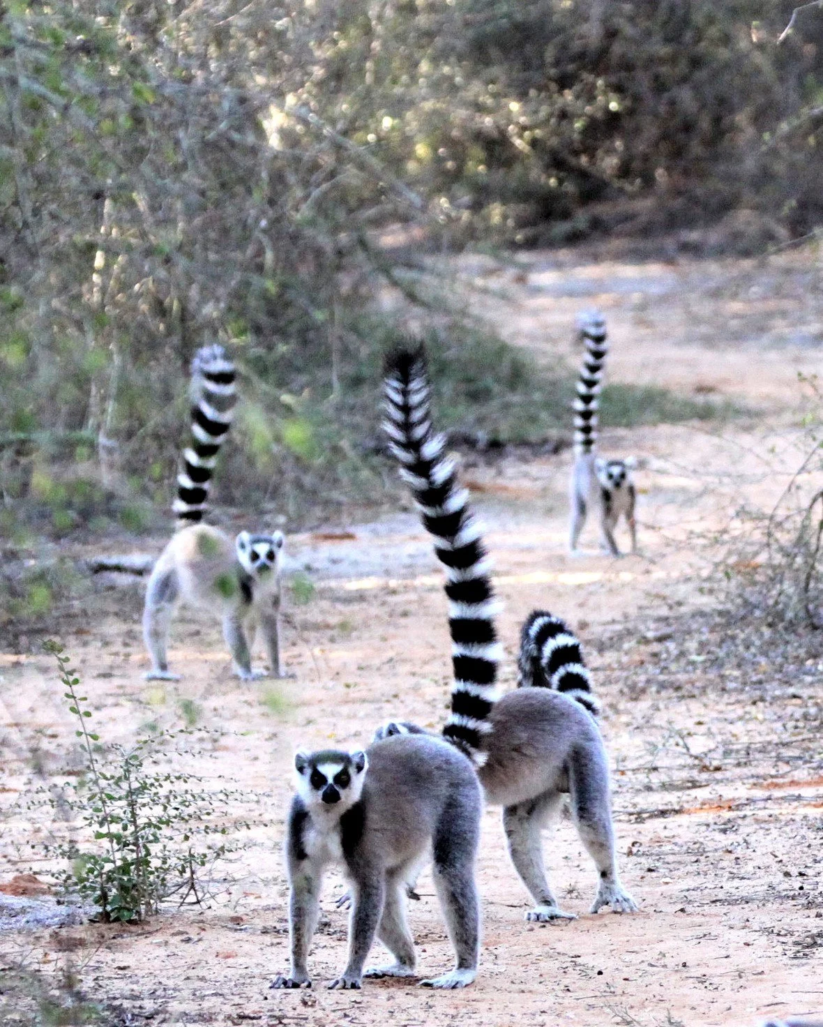 LEMURIDAE - Lemur catta - RING-TAILED LEMUR - BERENTY RESERVE MADAGASCAR aa116.jpg
