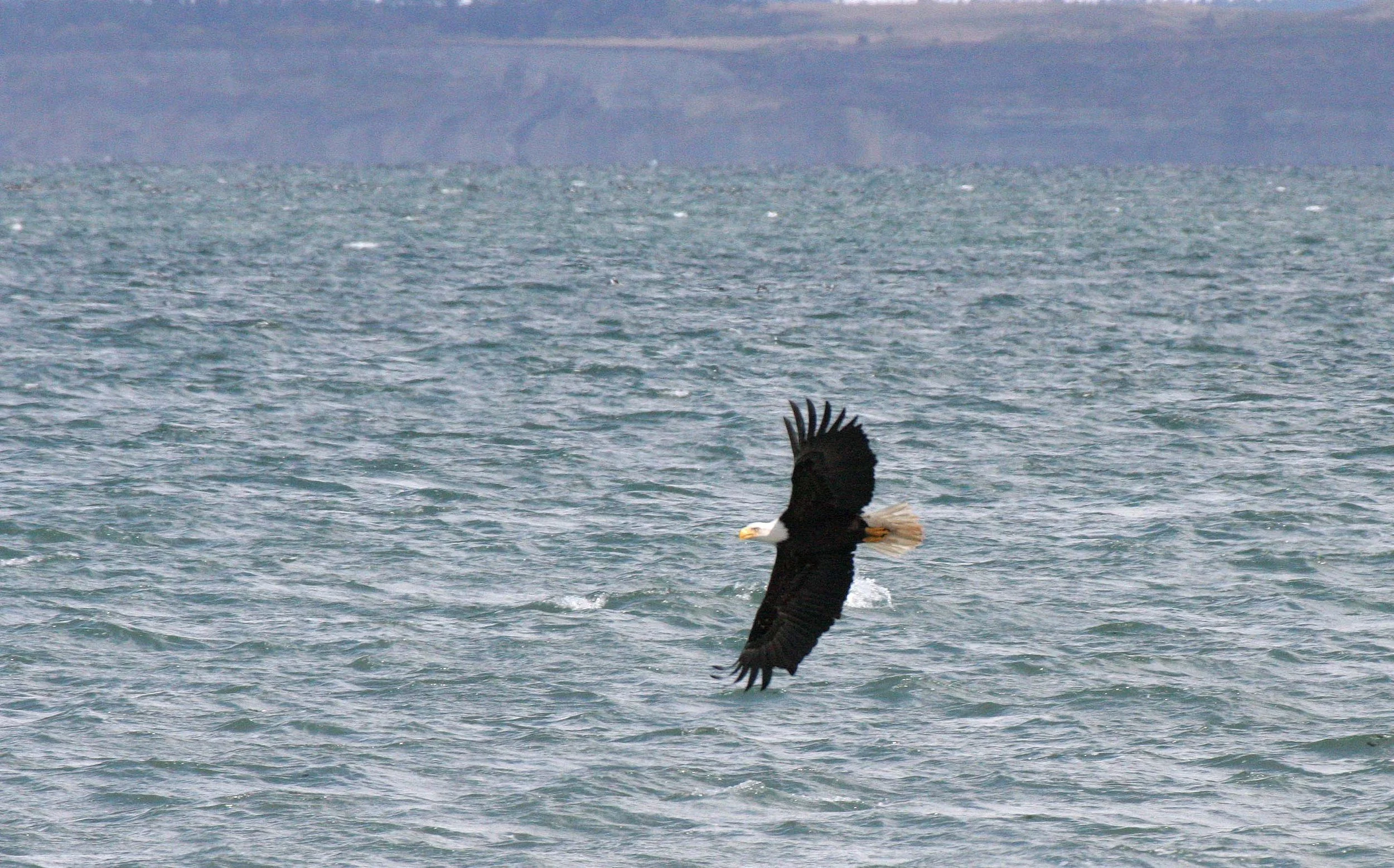 BIRD - EAGLE - BALD EAGLE - FISHING HUMBOLT SQUID - SEQUIM BAY WA (37).JPG