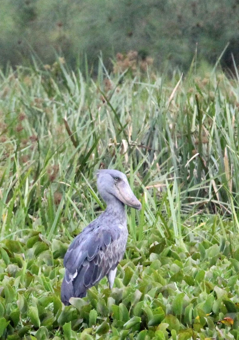 BIRD - STORK - SHOEBILL STORK - MURCHISON FALLS NATIONAL PARK UGANDA (31).JPG