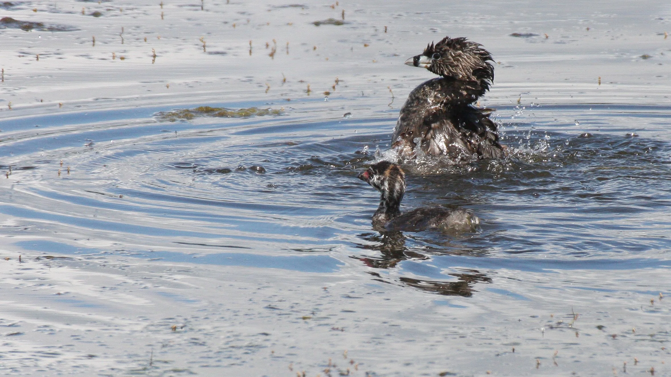 Pied-billed Grebe (Podilymbus podiceps) Ridgefield NWR Washington (24).JPG