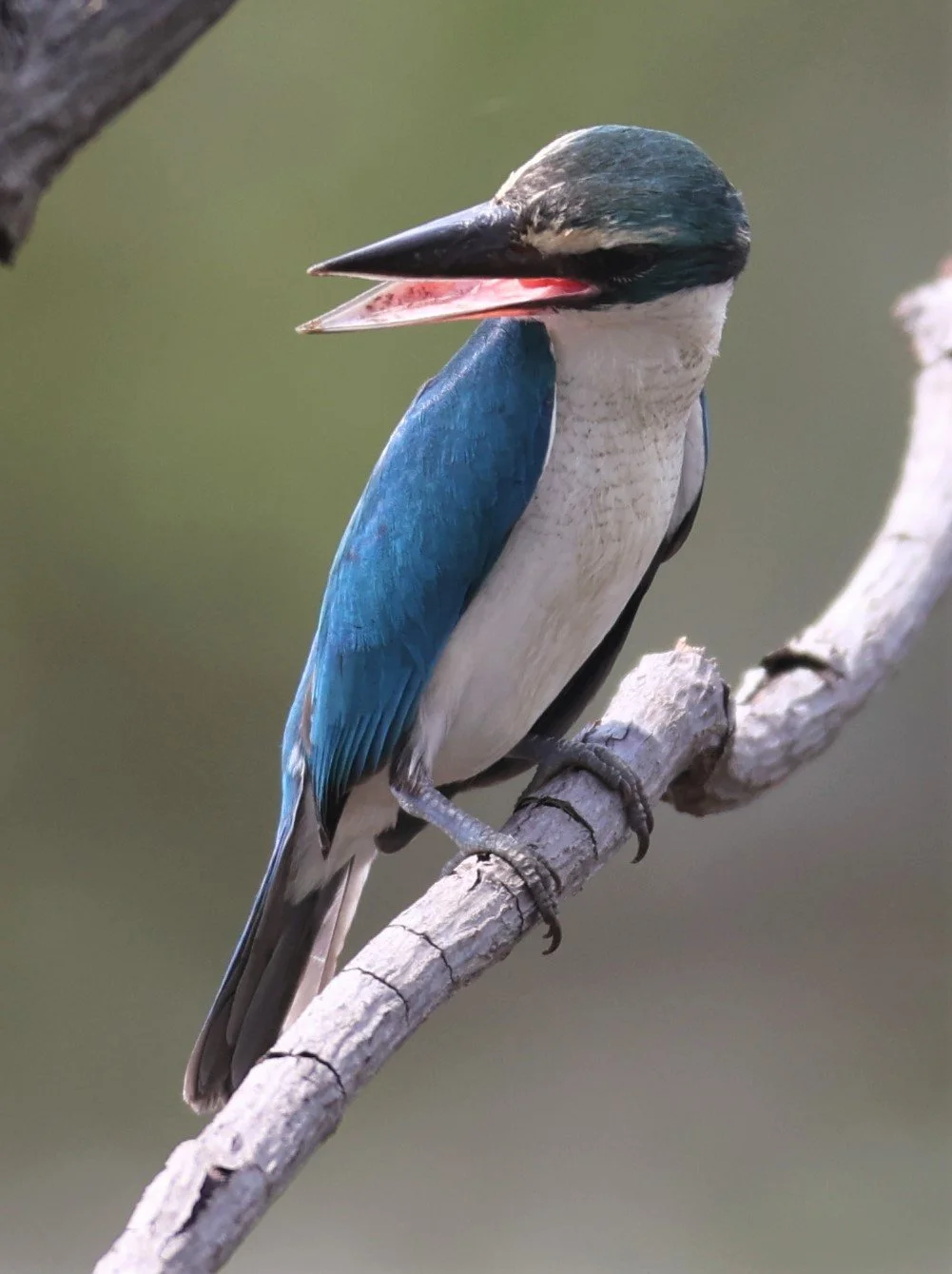 KINGFISHER - COLLARED KINGFISHER - Todiramphus chloris - BANG PU OCTOBER 2 2021 (63).jpg