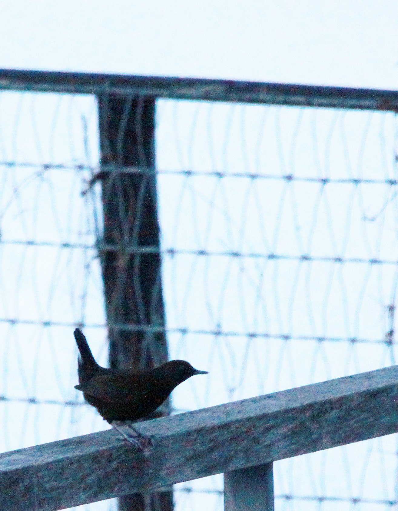 Brown dipper (Cinclus pallasii) SHIOBUTSU ONSEN KARUIZAWA JAPAN.JPG