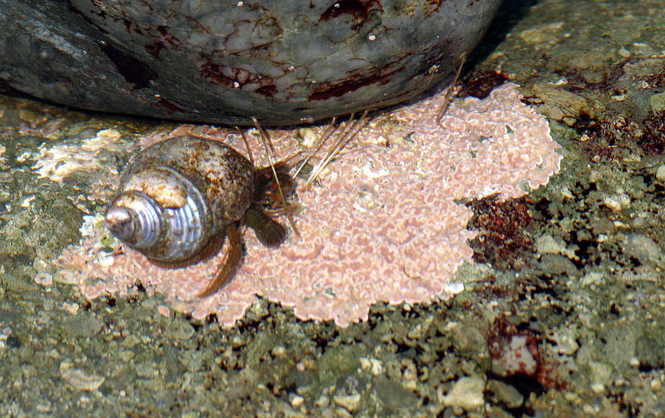 INVERTS - INTERTIDAL - ARTHROPODA - HERMIT CRAB SPECIES IN TURBIN SNAIL SHELL - TONGUE POINT WA.JPG