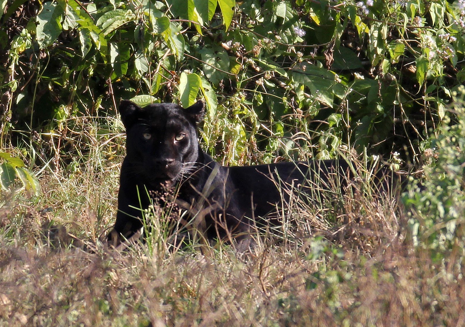 Panthera pardus delacouri - INDOCHINESE LEOPARD - MELANISTIC FORM - HUAI KHA KHAENG - KAPOK KAPIEN STATION & MINERAL LICK - THAI (39).JPG
