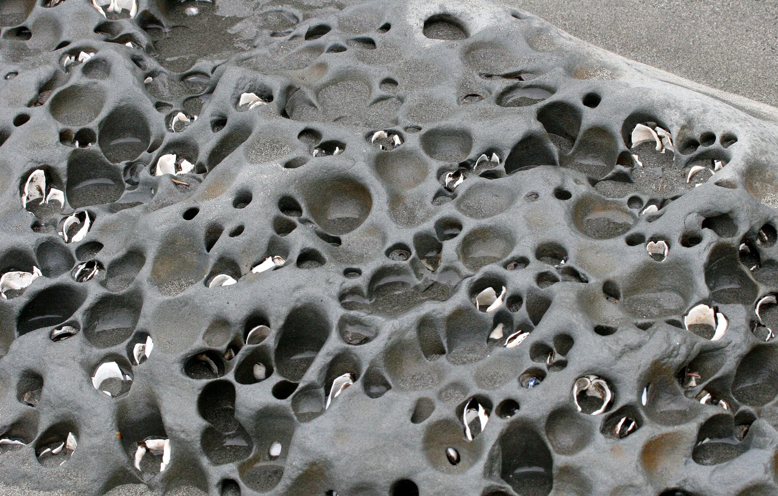 INVERTS - INTERTIDAL - MOLLUSCA - CLAMS - PIDDOCK CLAMS - BORING CLAMS - BEACH FOUR WA (2).JPG