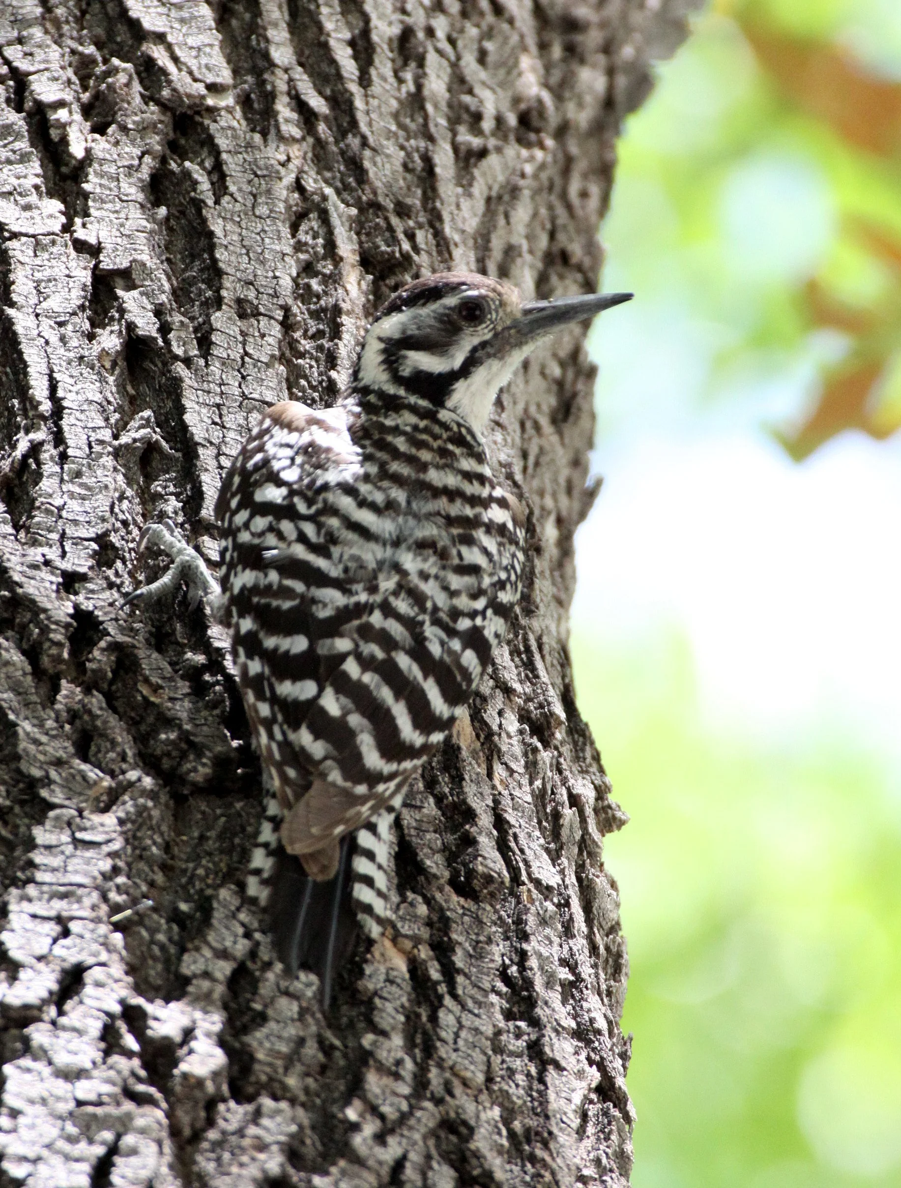 BIRD - WOODPECKER - LADDERBACK WOODPECKER - LAS CRUCES NEW MEXICO - NMSU CAMPUS (2).JPG