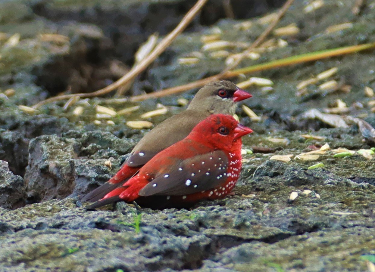 RED AVADAVAT - Amandava amandava - LAT KRABANG THAP YAO RICEFIELDS August 25, 2021 (63).jpg