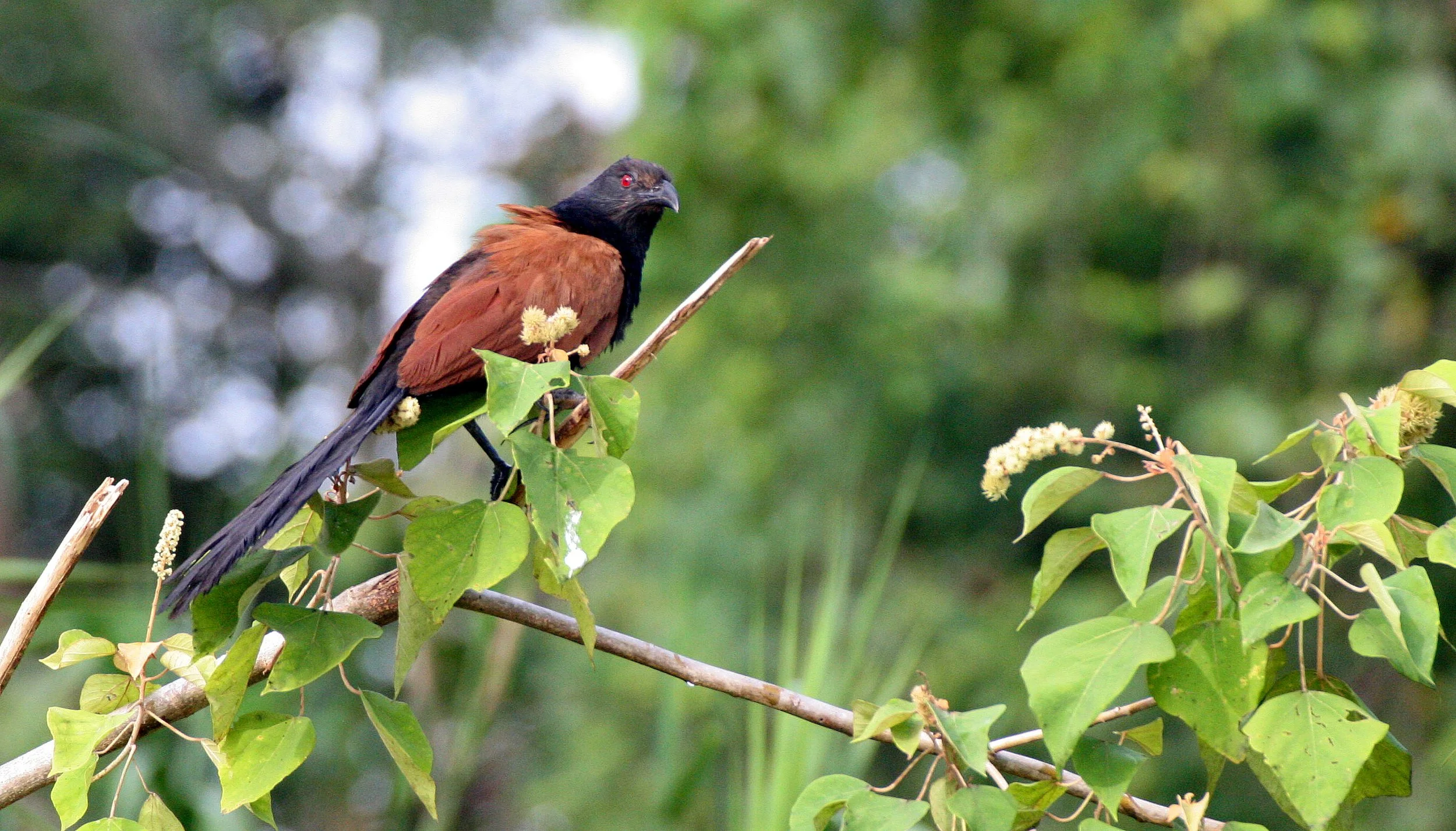 Greater Coucal (Centropus sinensis) Kinabatangan River Borneo (8).JPG