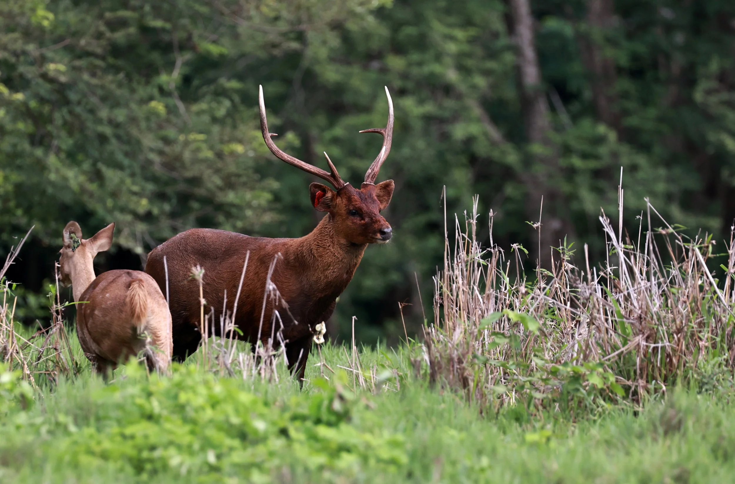 Axis annamiticus - Indochinese Hog Deer - Huai Kha Khaeng Wildlife Sanctuary June 2024 (24).jpg