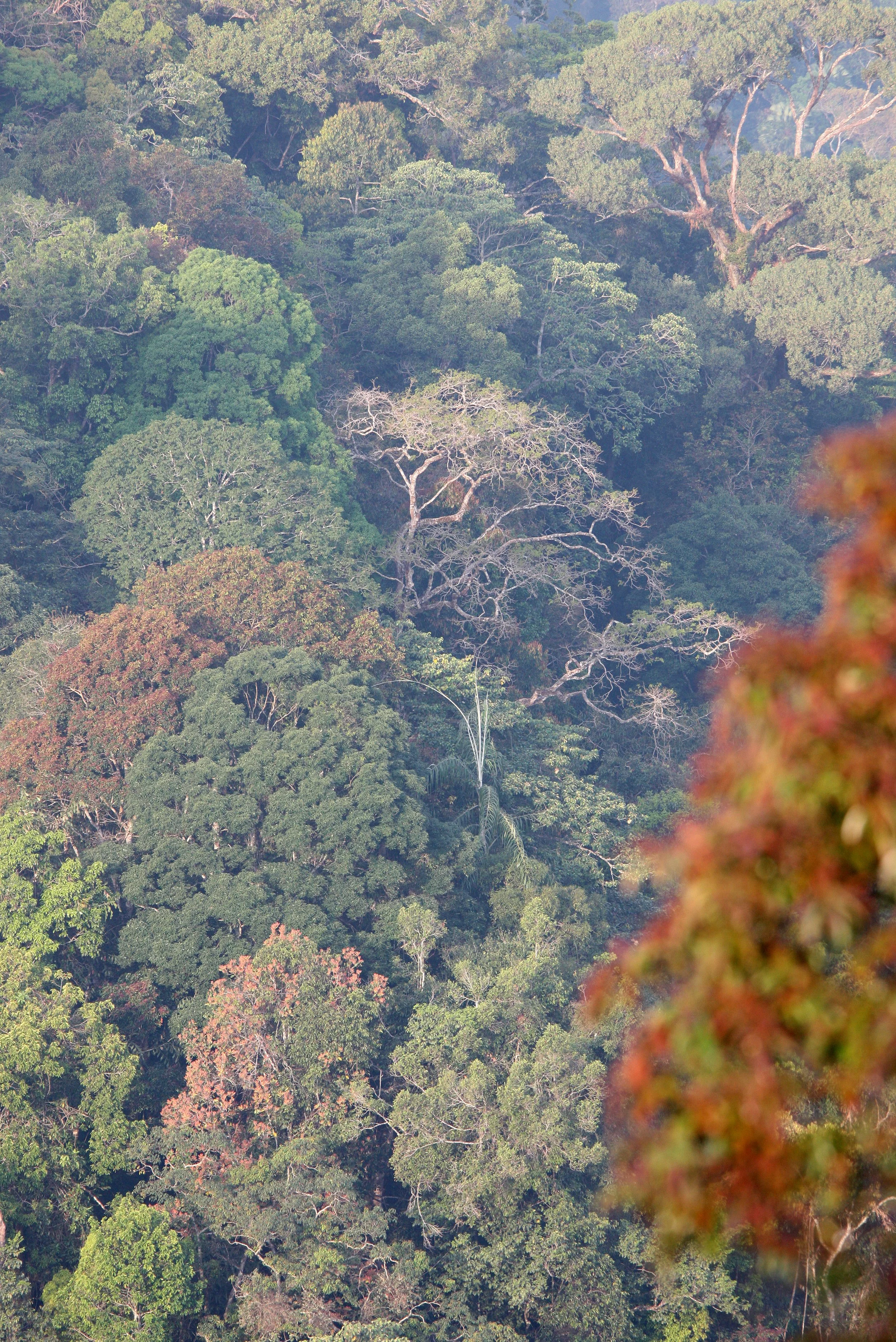 KAENG KRACHAN NP THAILAND - FOREST SCENES (28).JPG