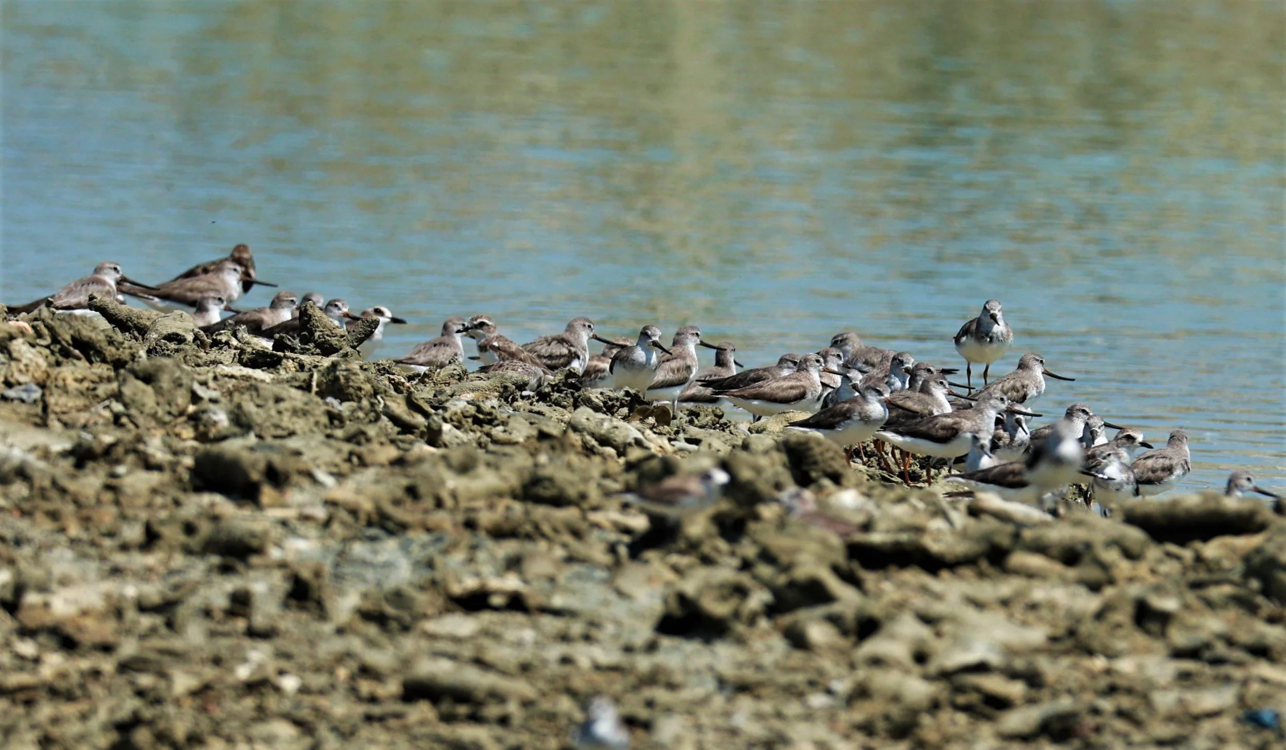 SANDPIPER - TEREK SANDPIPER - Xenus cinereus - Laem Pakarang, Phang Nga Province Feb 19 2023 (3).jpg