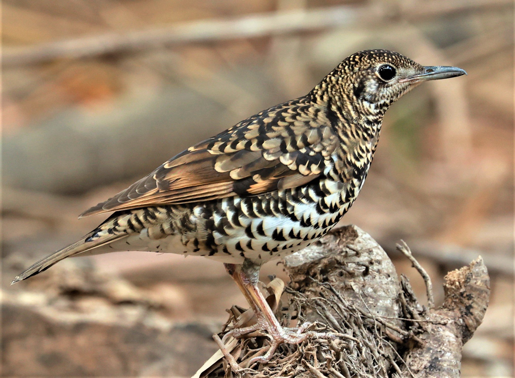 White's Thrush (Zoothera aurea) Putthamonthon Park Nakhon Pathom Thailand (209).jpg