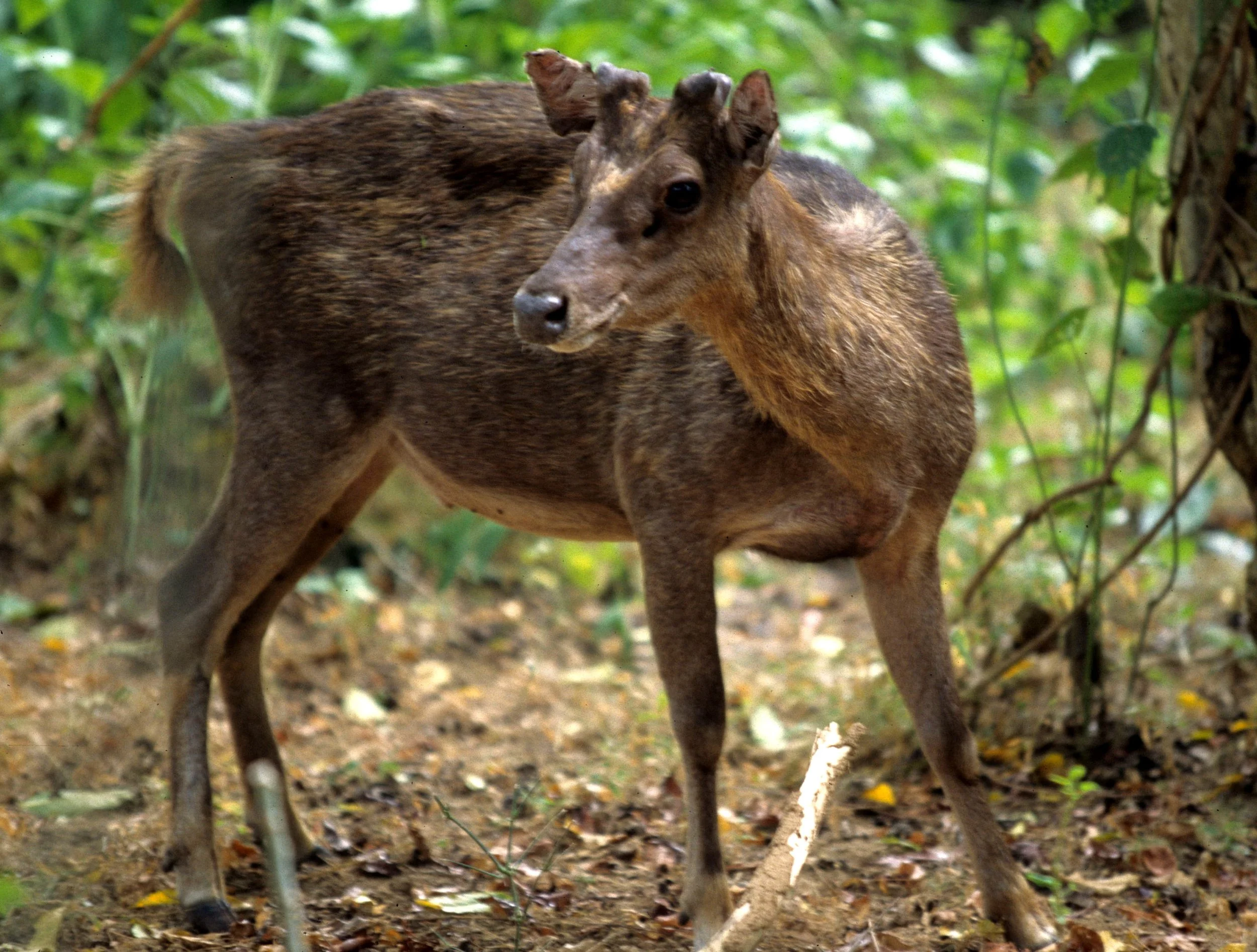 CERVID - DEER - TIMOR DEER - KOMODO ISLAND POPULATION.jpg