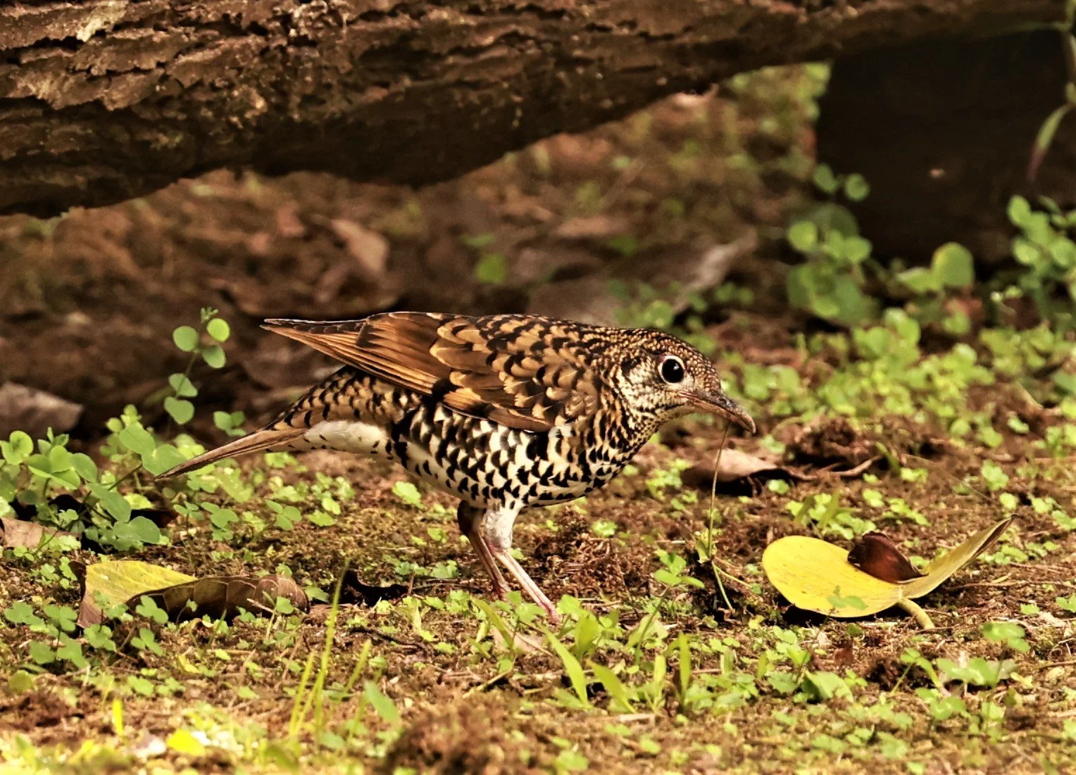Scaly Thrush (Zoothera dauma) Doi Ang Kang Chiang Mai (44).jpg