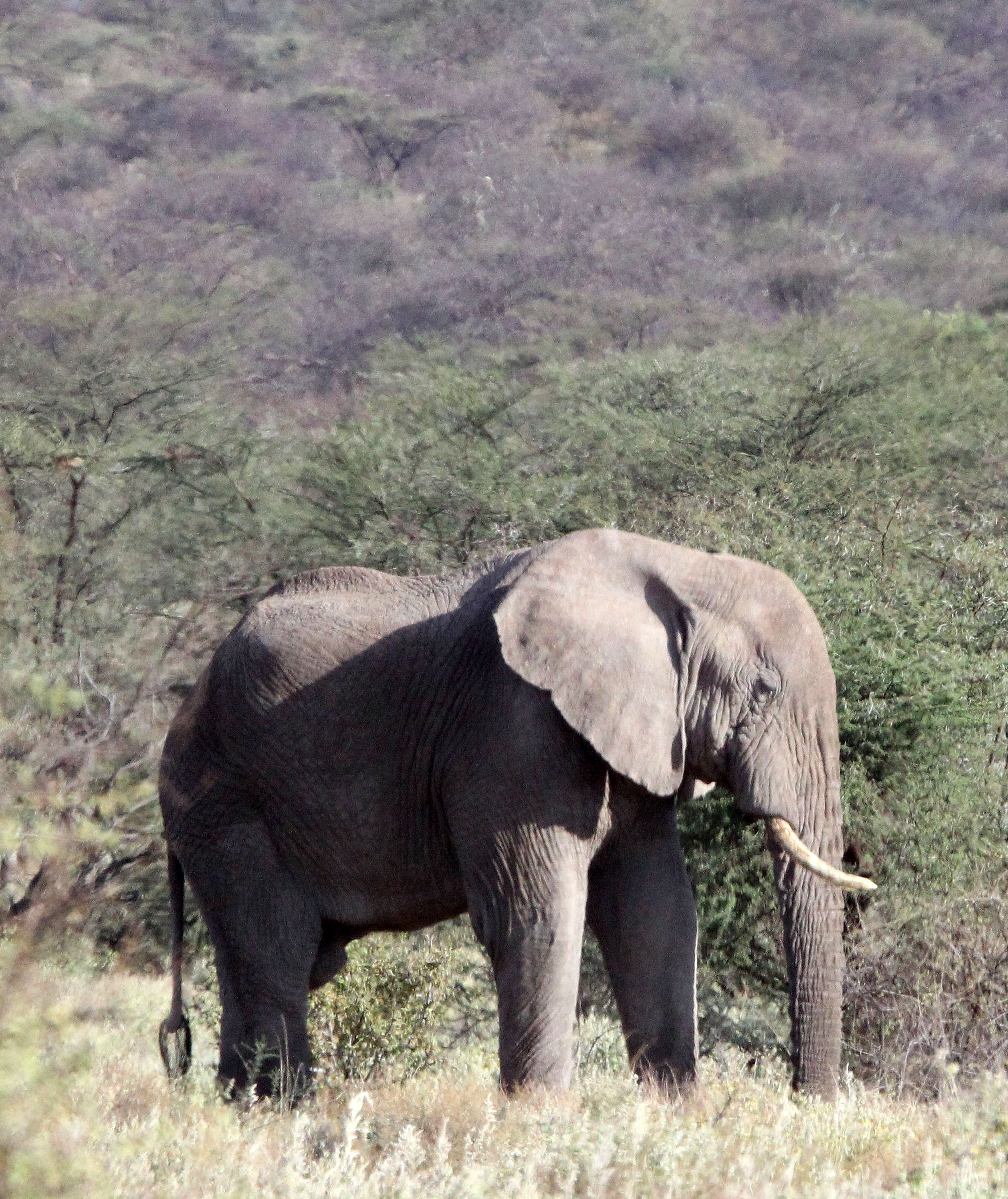 ELEPHANT - SAMBURU NATIONAL PARK KENYA (3).JPG