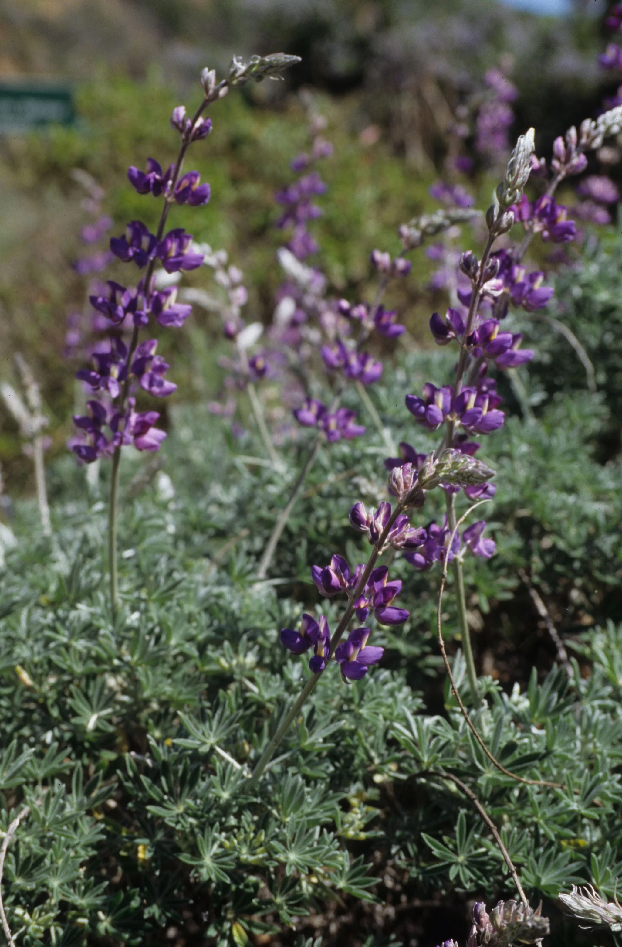 CALIFORNIA - BIG SUR - LUPINUS CERVINUS - DEER LUPINE.jpg
