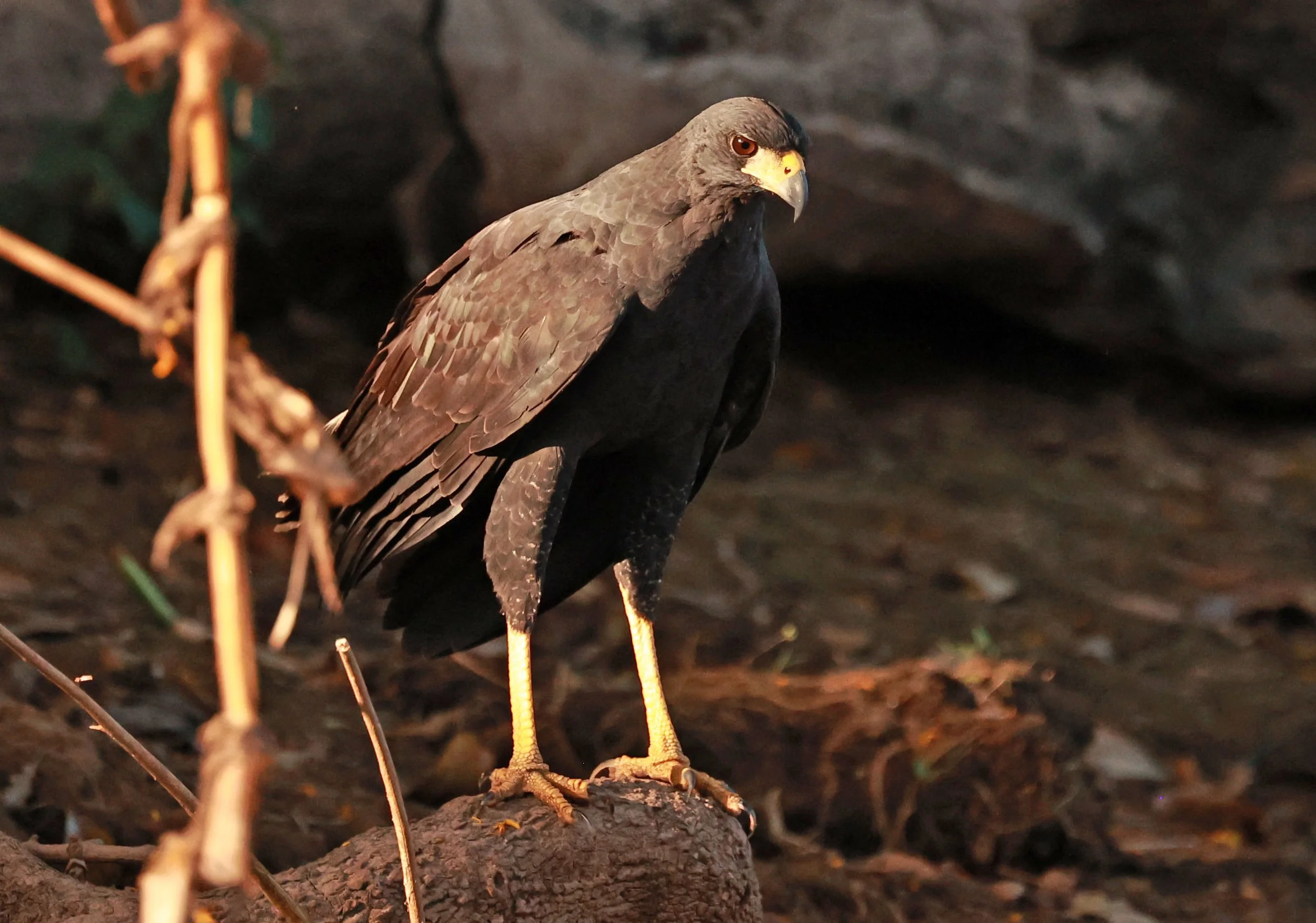 Hawk - Great Black Hawk - Buteogallus urubitinga - Pantanal, Encontro das Águas State Park, Porto Jofre, Cuiaba River, Brazil (54).jpg