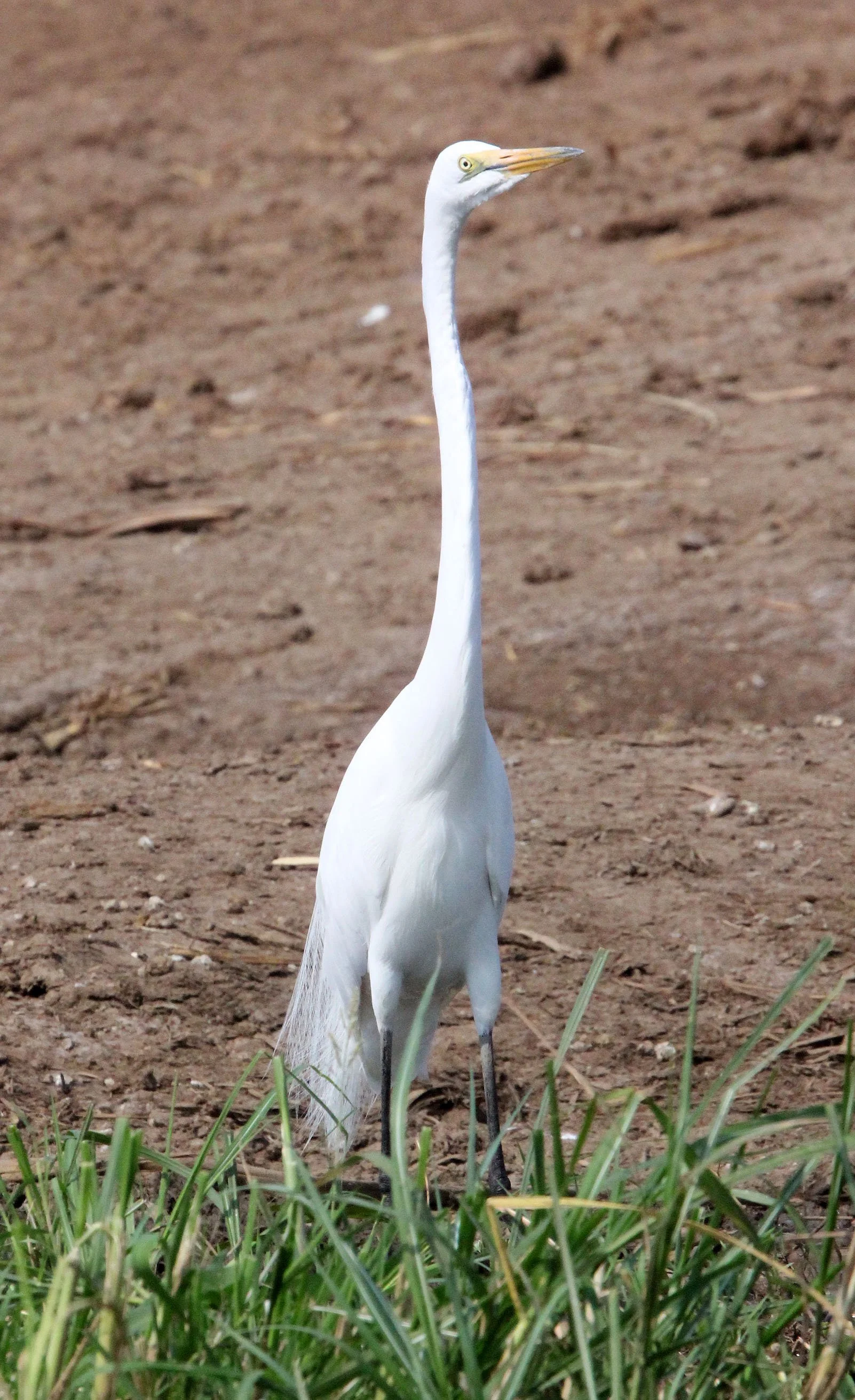 EGRET - AFRICAN GREAT EGRET - Ardea alba melanorhynchos - QUEEN ELIZABETH NATIONAL PARK UGANDA (3).JPG