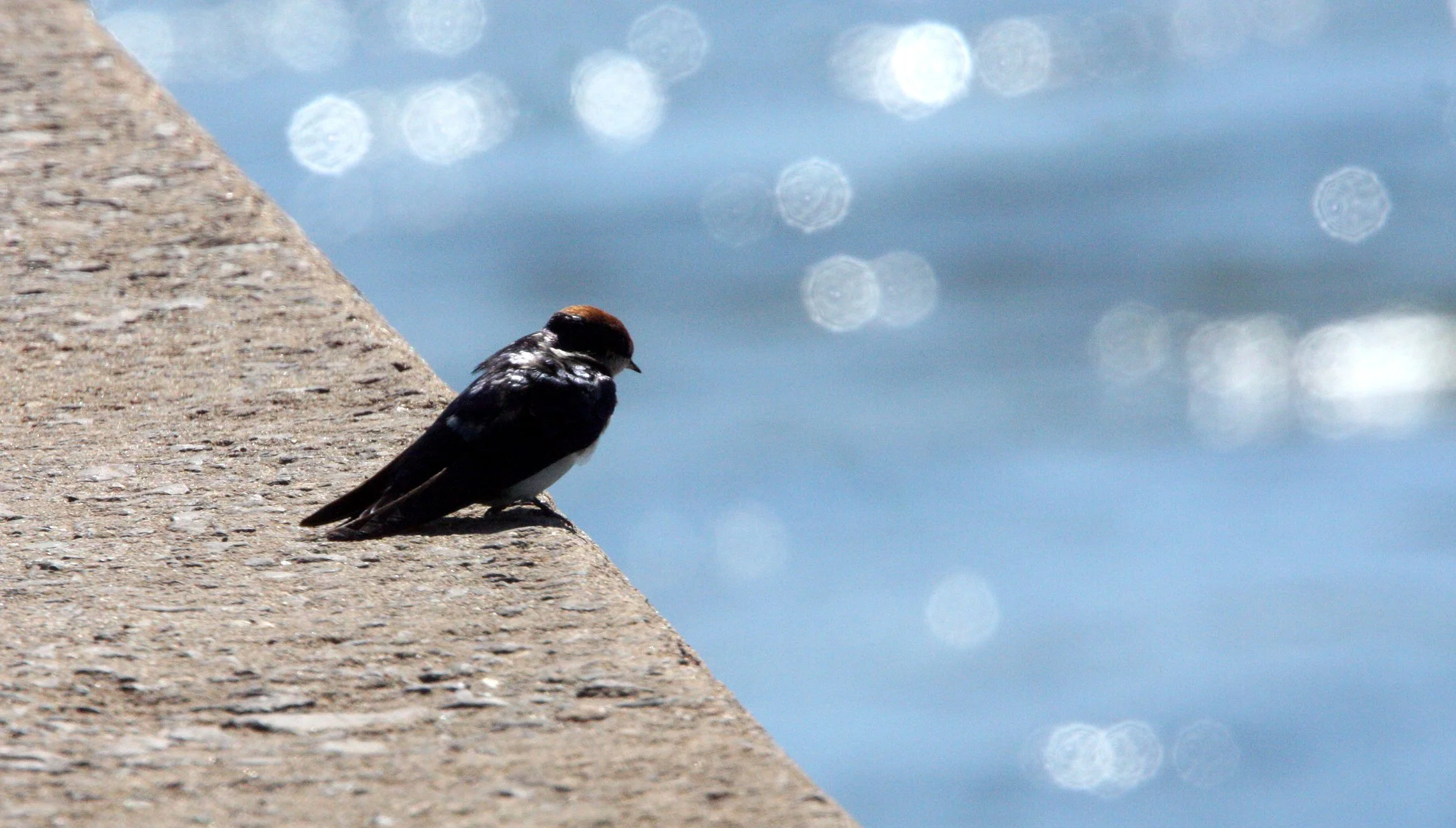 Wire-tailed Swallow (Hirundo smithii) Kruger NP South Africa.JPG