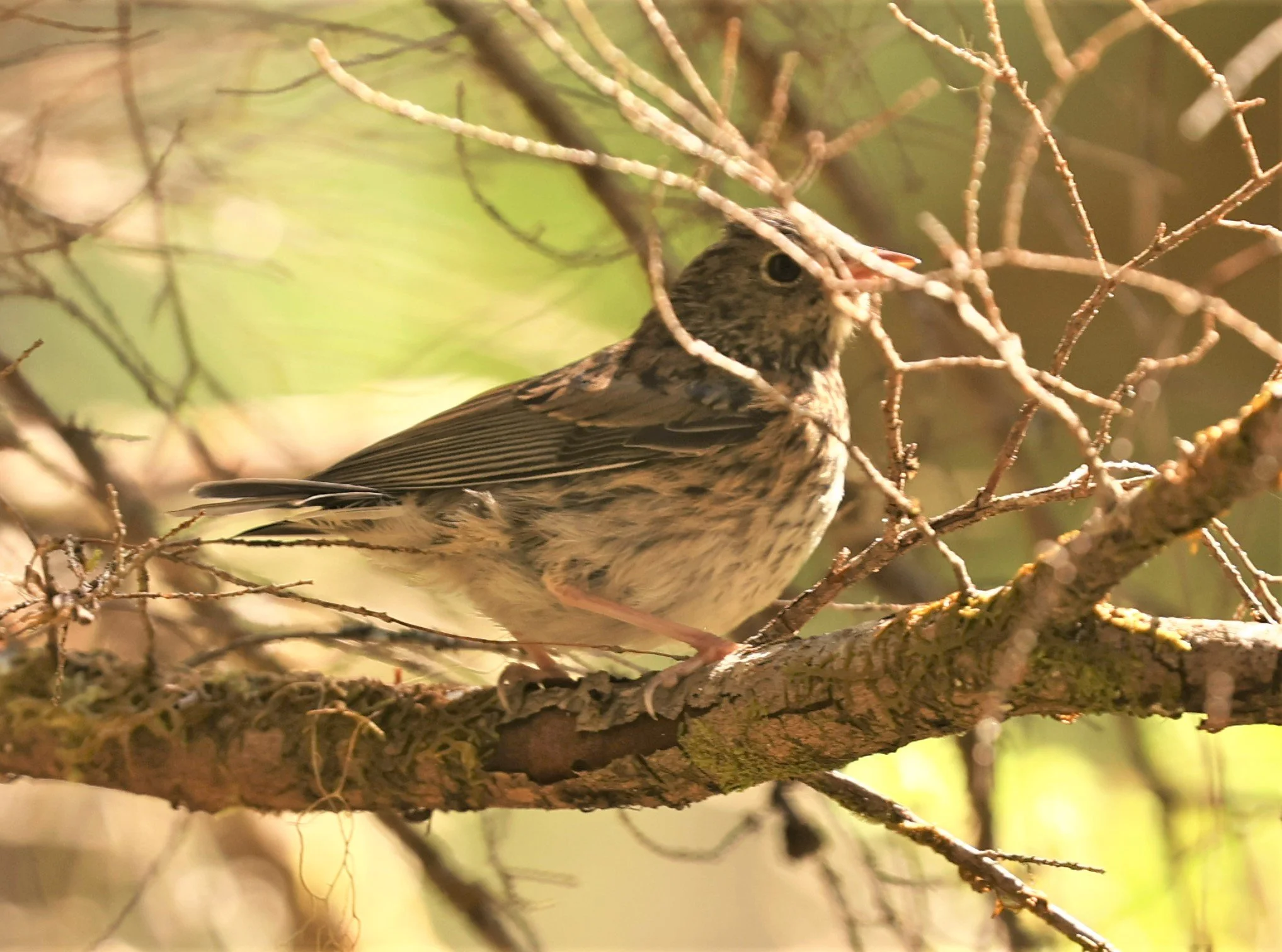Song Sparrow (Melospiza melodia) Mount Rainier NP Washington (1).jpg