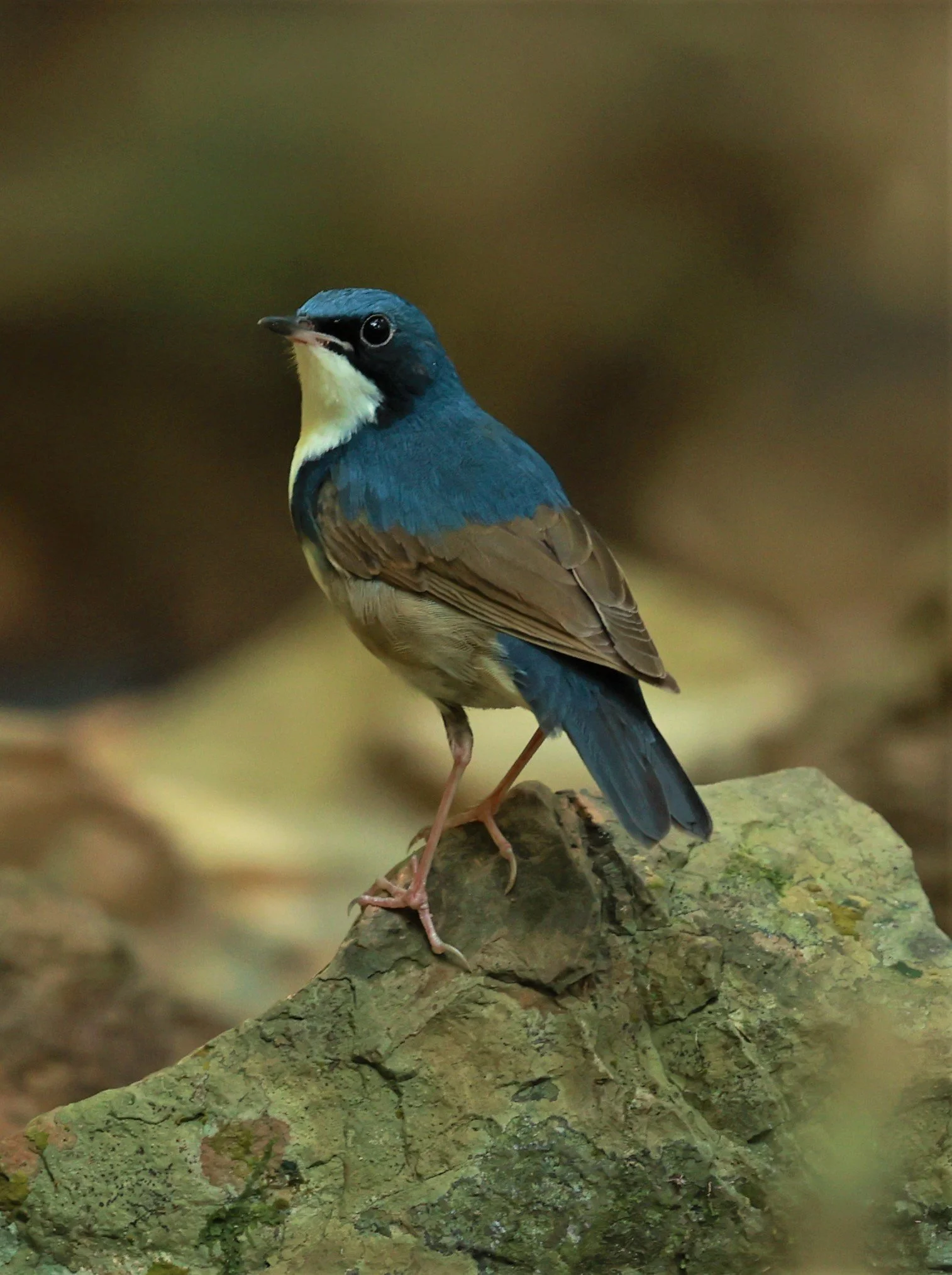 ROBIN - SIBERIAN BLUE ROBIN - Luscinia cyane - KRUNG CHING, KHAO LUANG NATIONAL PARK, THAILAND APRIL 2023 (19).jpg
