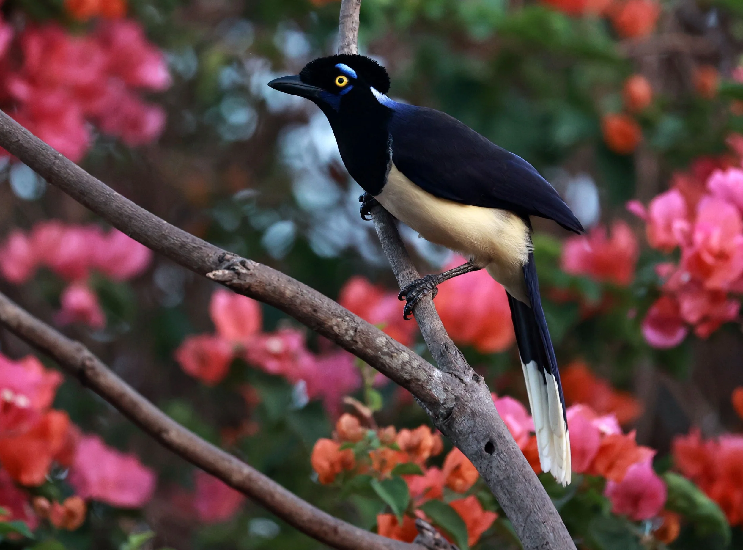 Jay - Plush-crested Jay - Cyanocorax chrysops - Pousada Aguape - Fazenda São José Zona Rural, Aquidauana, Mato Grosso do Sul, Brazil (12).JPG