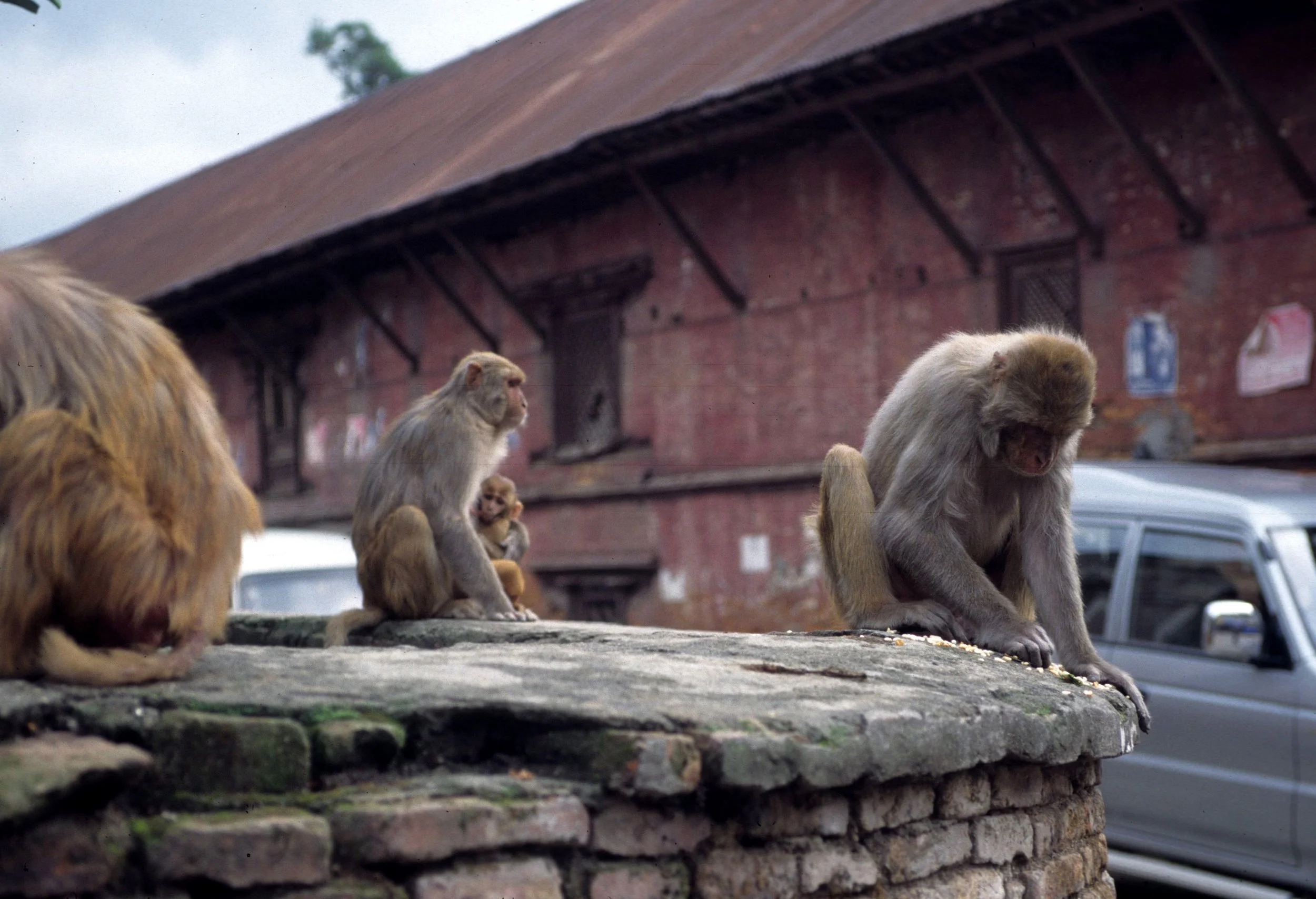 PRIMATE - MACAQUE SPECIES - KATMANDU NEPAL.jpg
