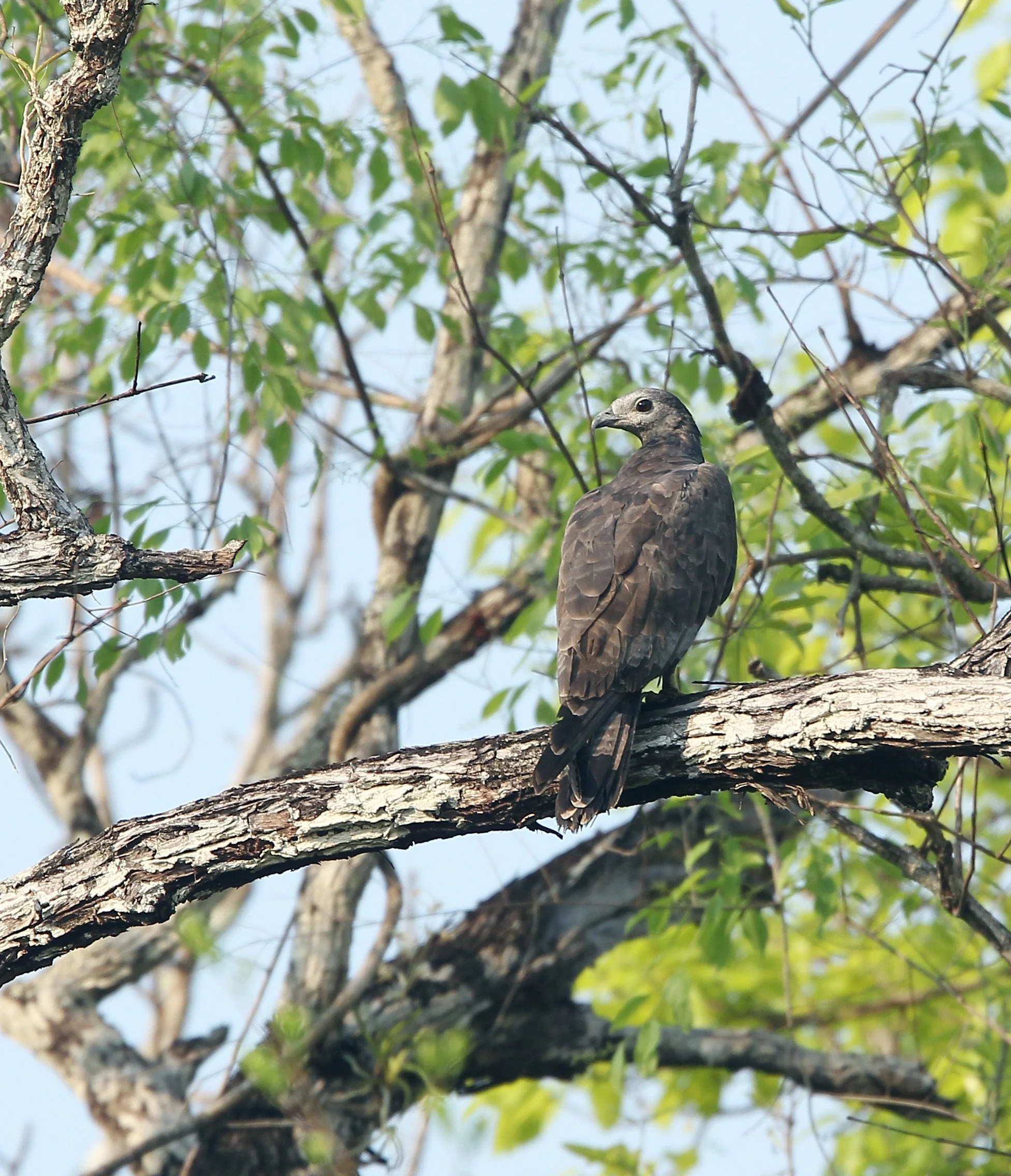 Haliaeetus humilis - LESSER FISH EAGLE - KHAO BAN DAI - HUAI KHA KHEANG NATIONAL NATURE RESERVE- THAILAND (15).JPG