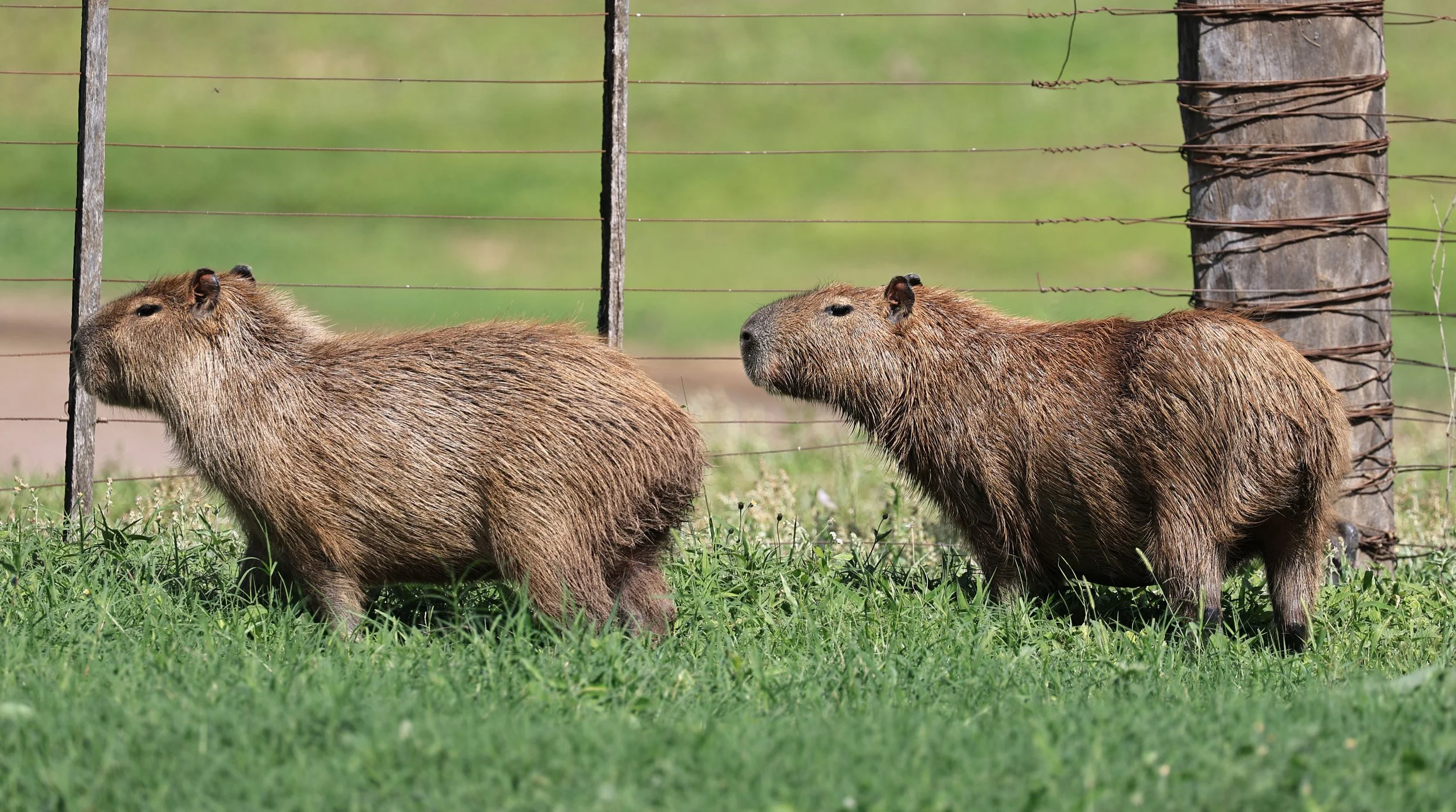 Capybara (Hydrochoerus hydrochaeris) Loma Plata Paraguay - Brunnen Strasse (37).jpg