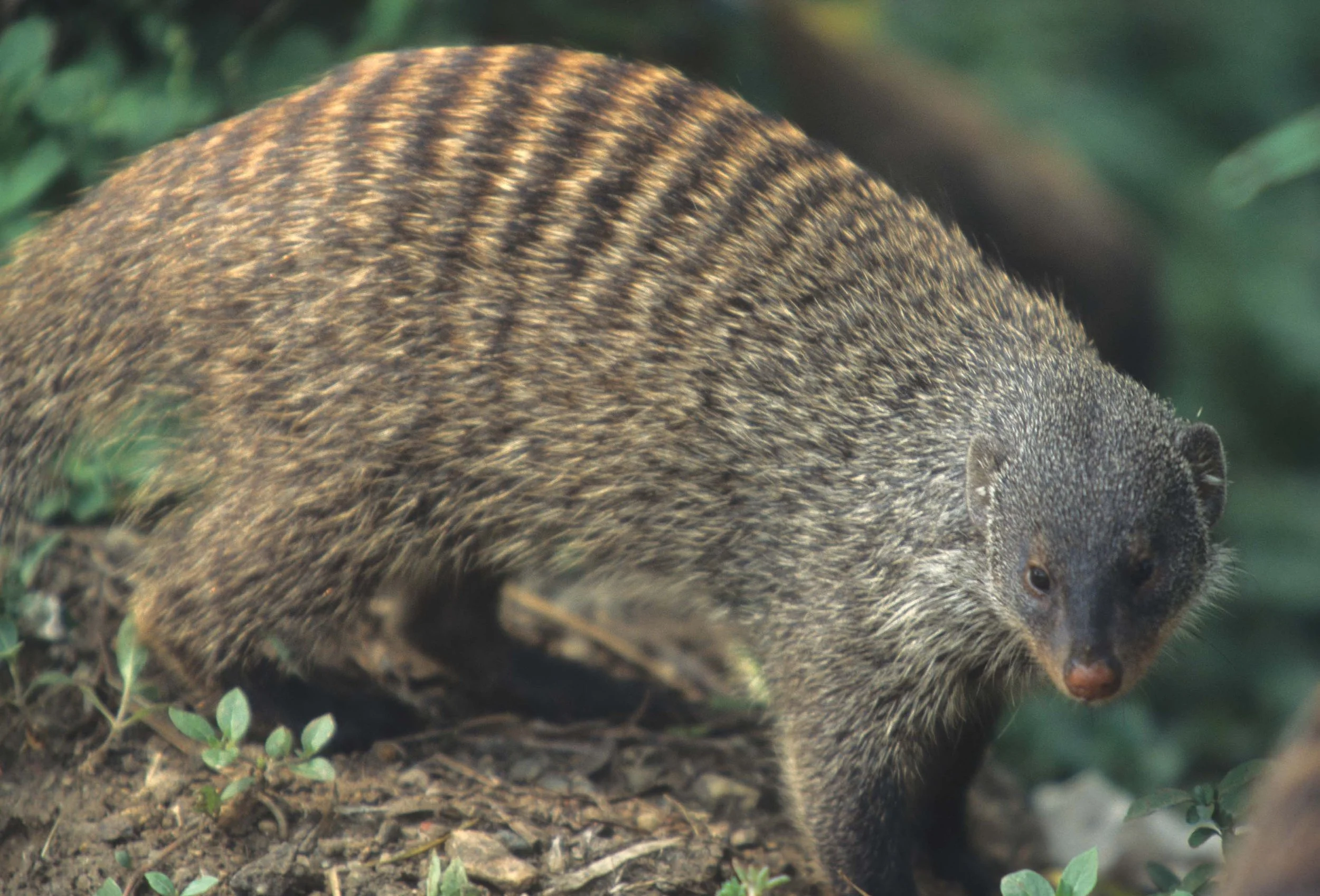 MUSTELLID - BANDED MONGOOSE - KRUGER.jpg