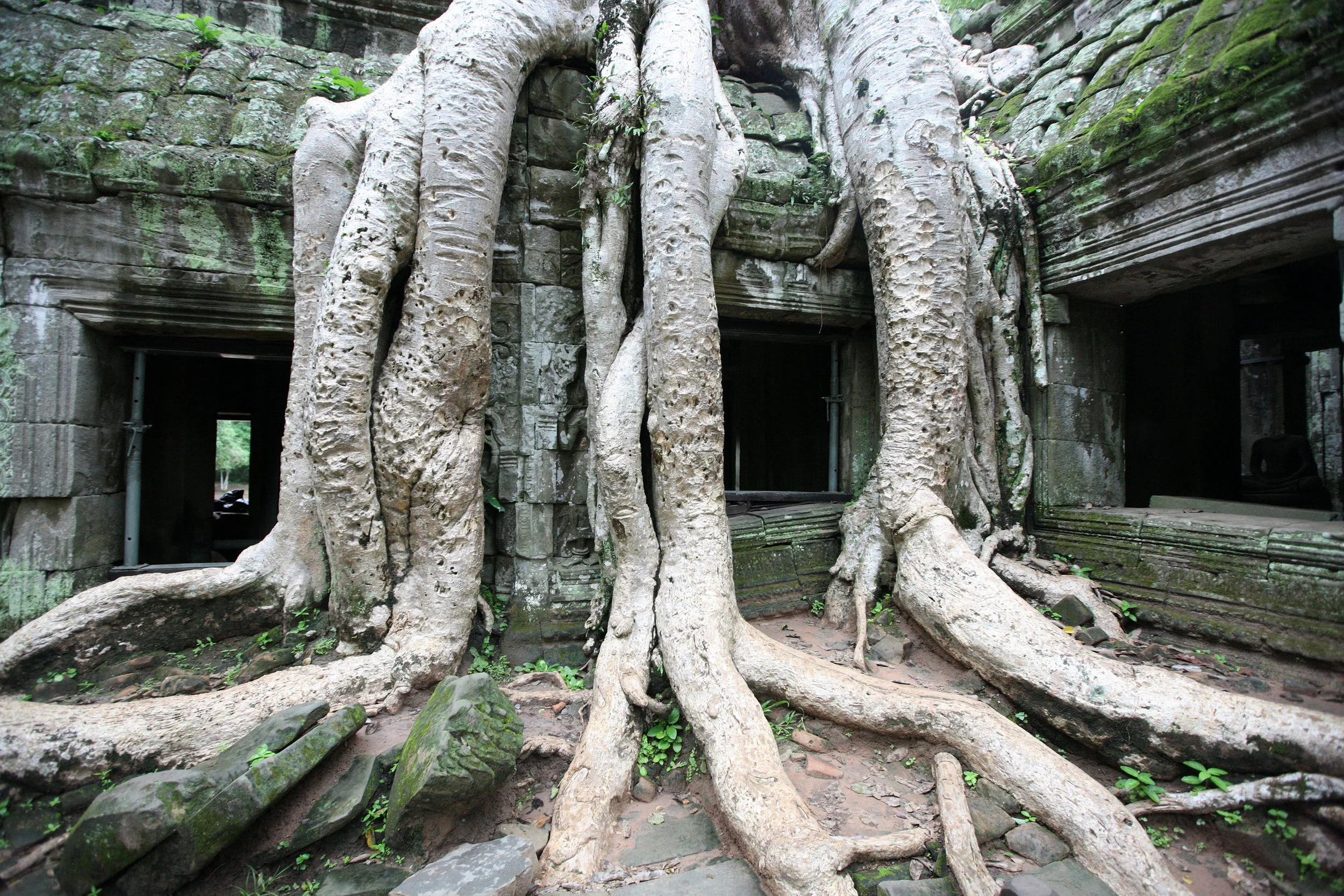 TA PROHM TEMPLE CAMBODIA - JULY 2010 (81).JPG