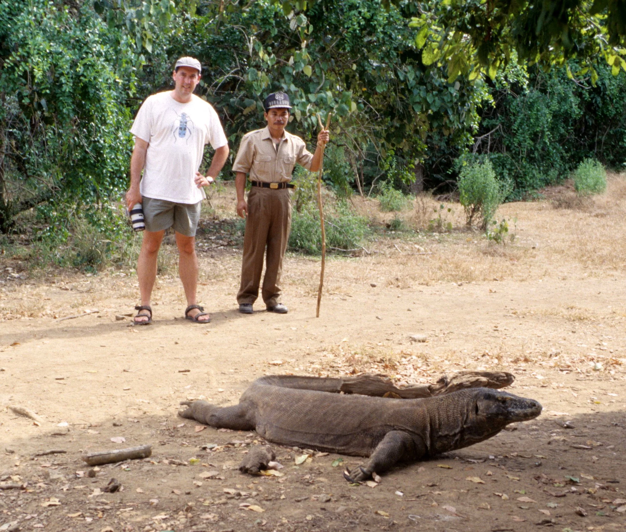REPTILE - MONITOR LIZARD - KOMODO DRAGON - KOMODO ISLAND D.jpg