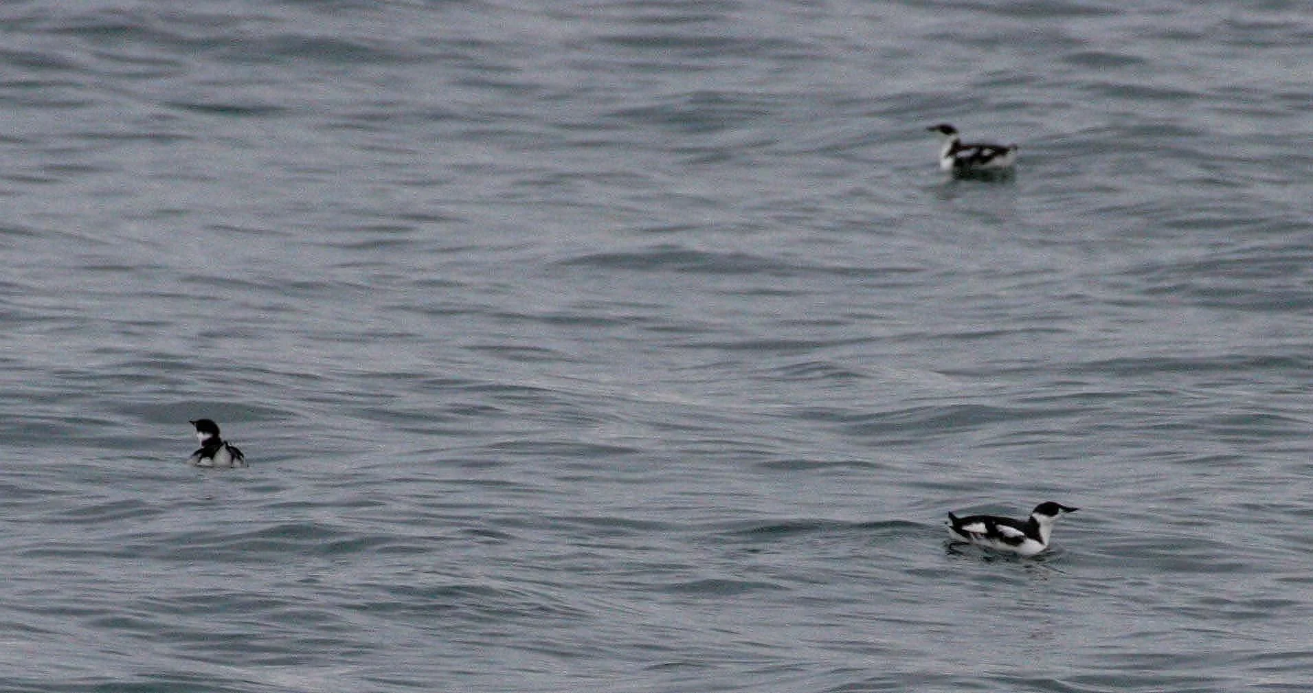 BIRD - MURRELET - MARBLED - PA AREA.JPG