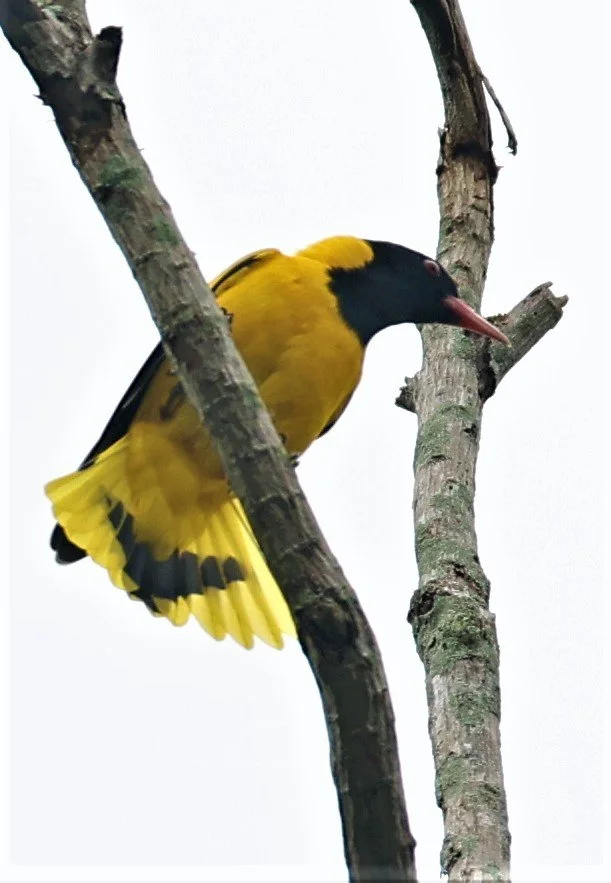 Black-hooded Oriole (Oriolus xanthornus) Baan Maka Nature Resort Petchaburi Thailand (10).jpg