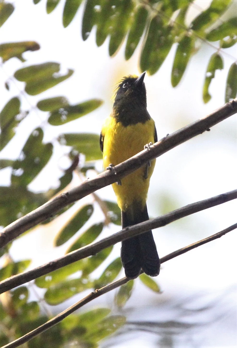 Sultan Tit (Melanochroa sultanea) Kaeng Krachan National Park, Thailand (44).jpg