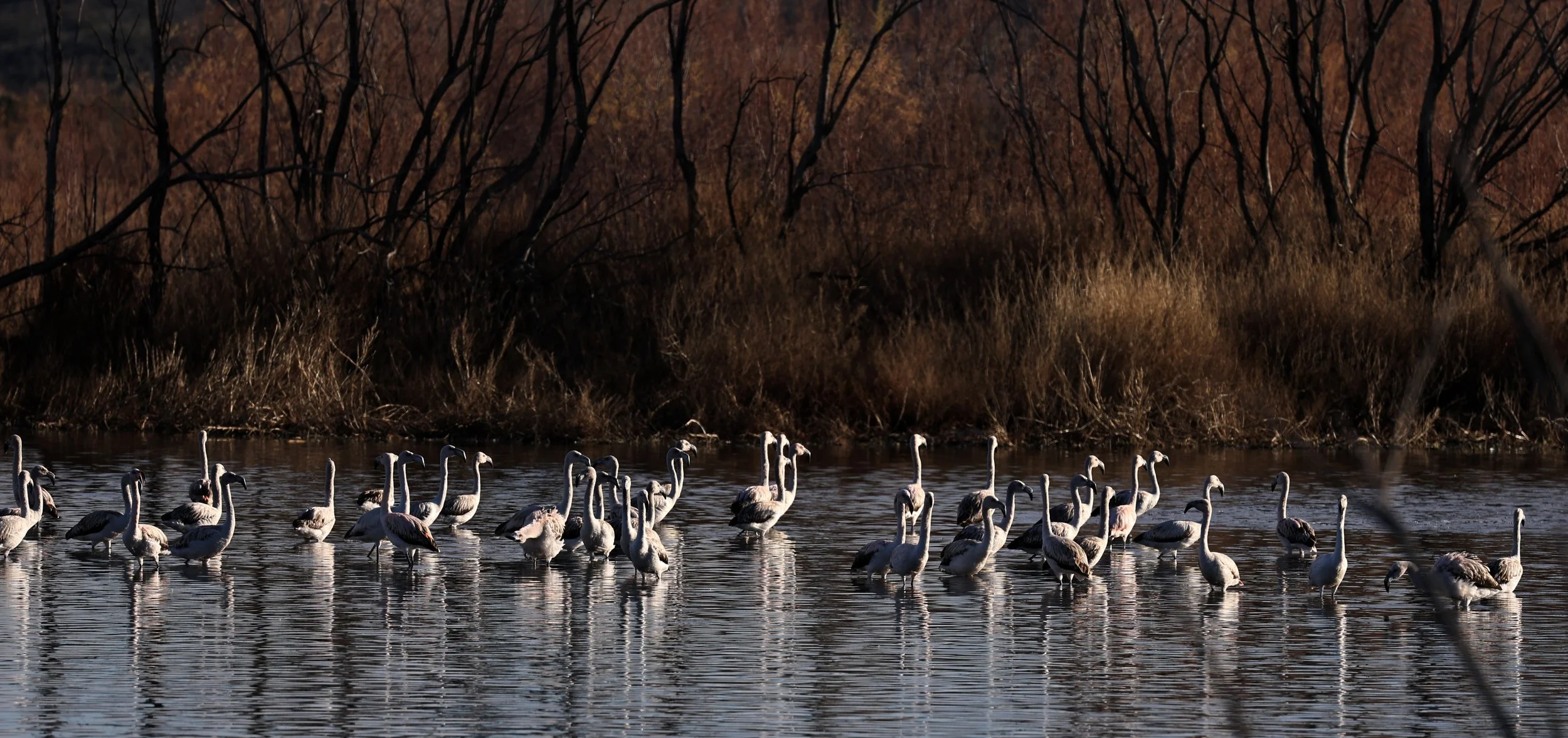 Chilean Flamingo (Phoenicopterus chilensis) Lagunas del Ornitólogo, Trelew Argentina (40).jpg