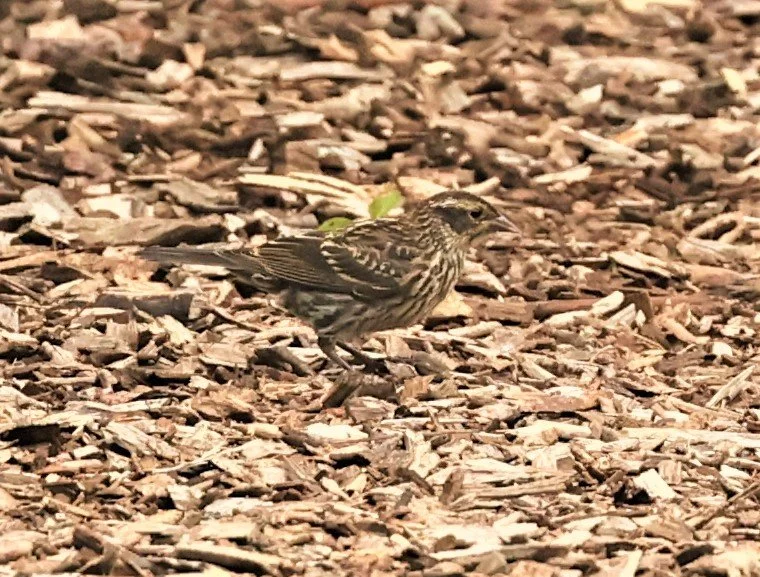 Fox Sparrow (Passerella iliaca) Lincoln Marsh Wheaton Illinois (1).jpg