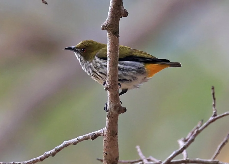 Yellow-vented Flowerpecker (Dicaeum chrysorrheum) Kaeng Krachan National Park ESS Expedition 2026 (5).jpg